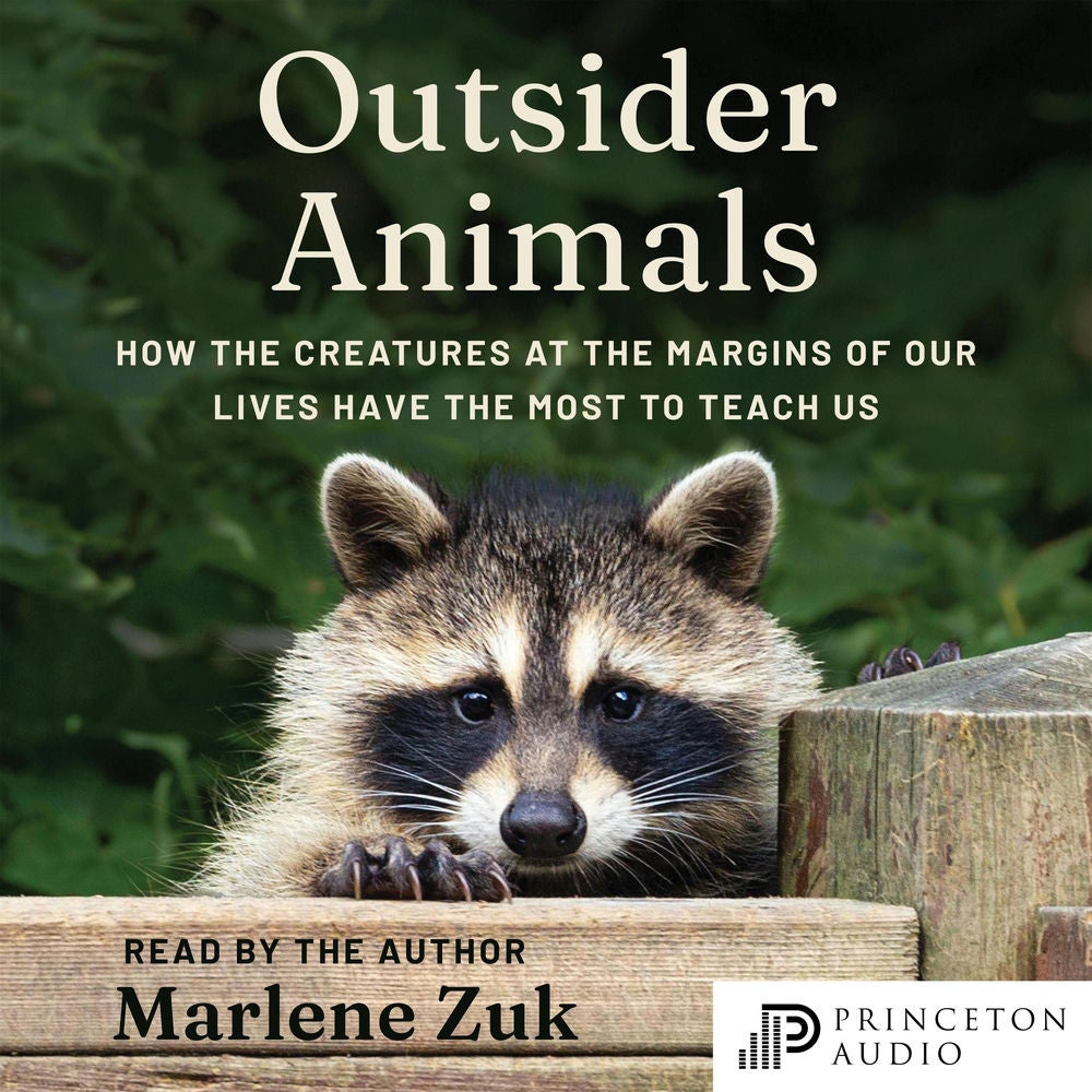 Outsider Animals