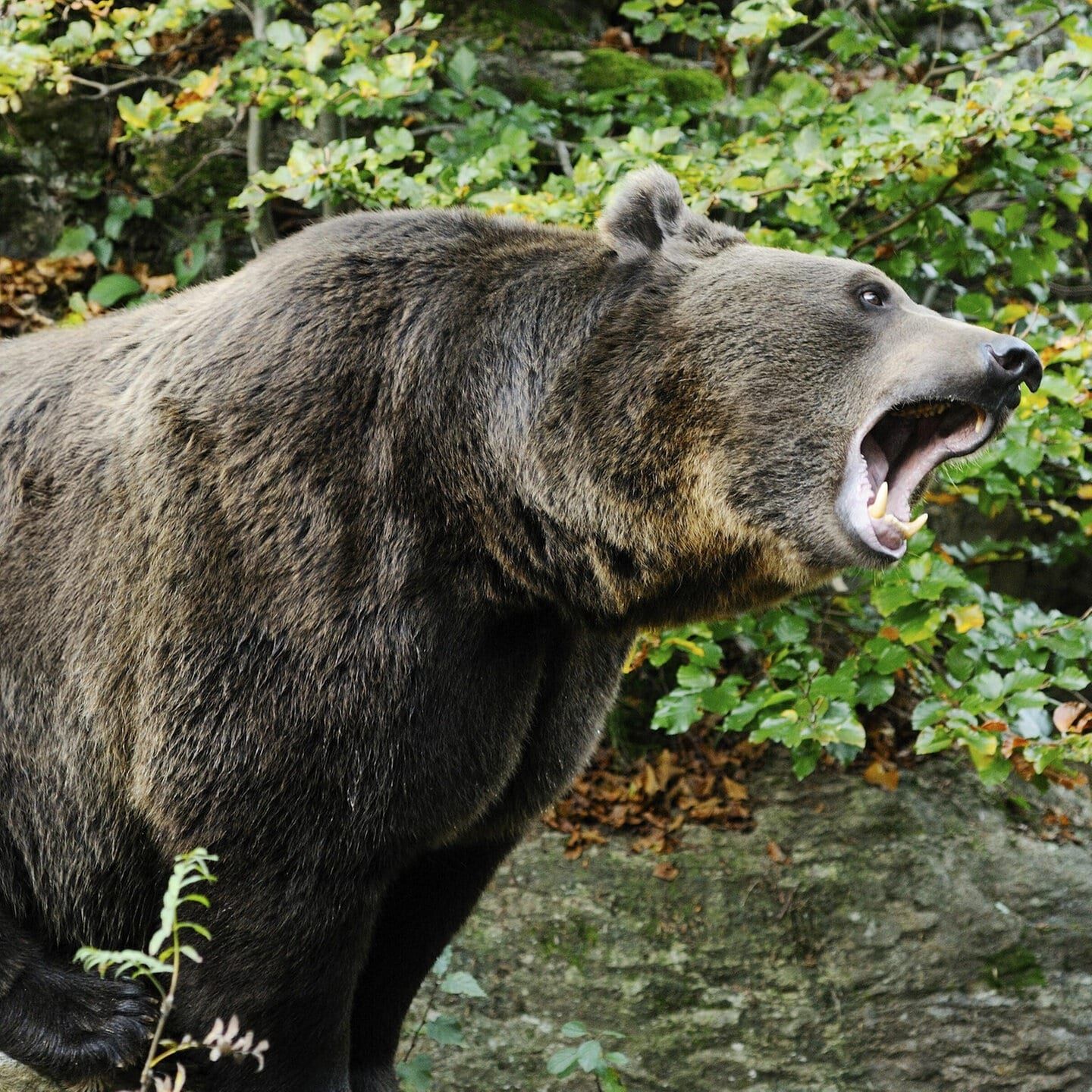 Die Tierdocs: Bär greift Radio an