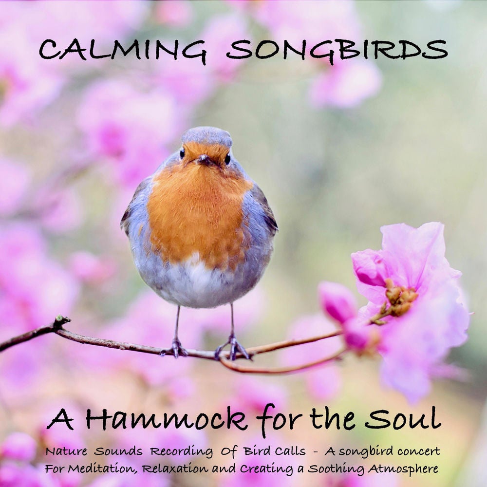 Calming Songbirds: Nature Sounds Recording Of Bird Calls - A songbird concert for Meditation, Relaxation and Creating a Soothing A