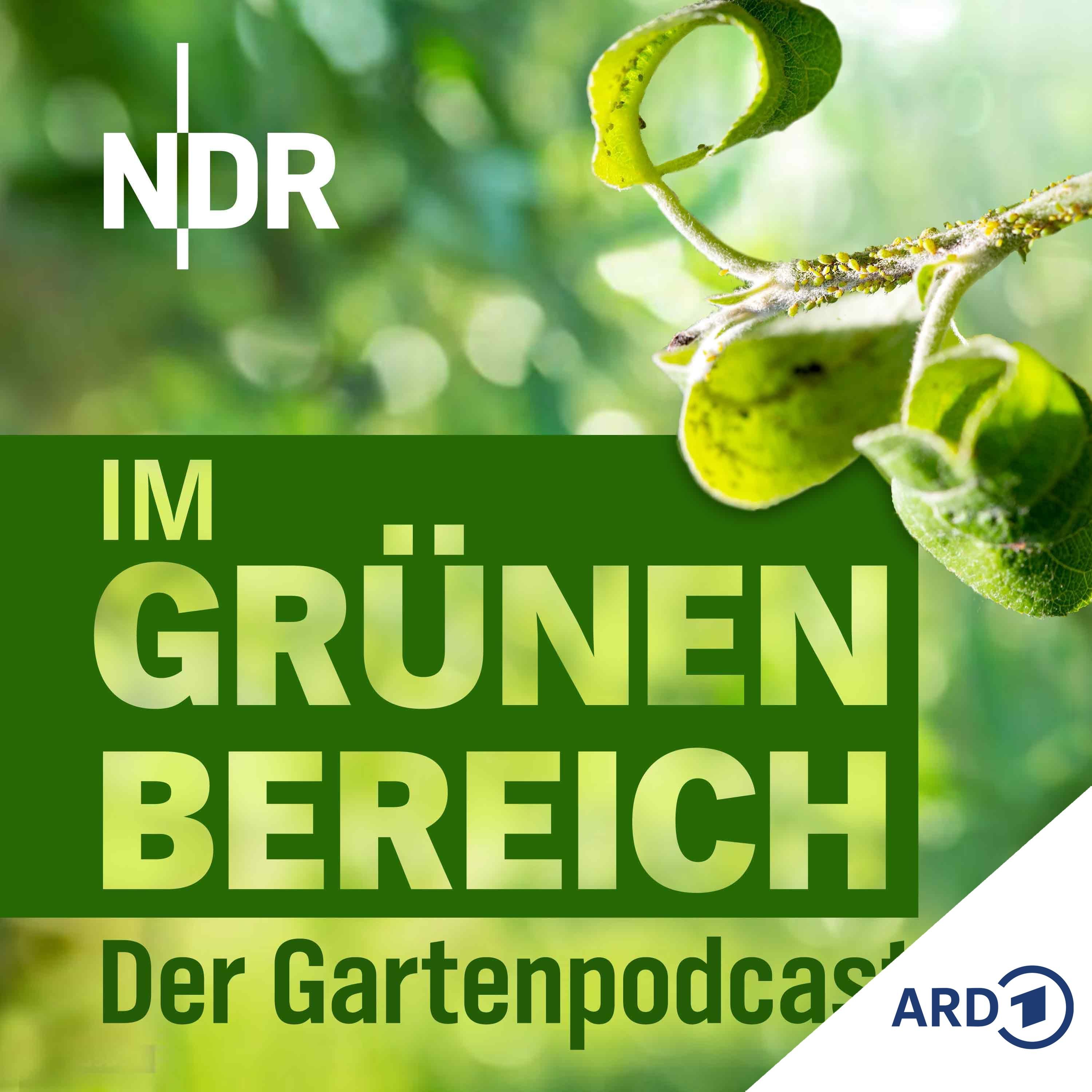 Schädlinge bekämpfen: Das hilft gegen Blattläuse, Gespinstmotten und Co.