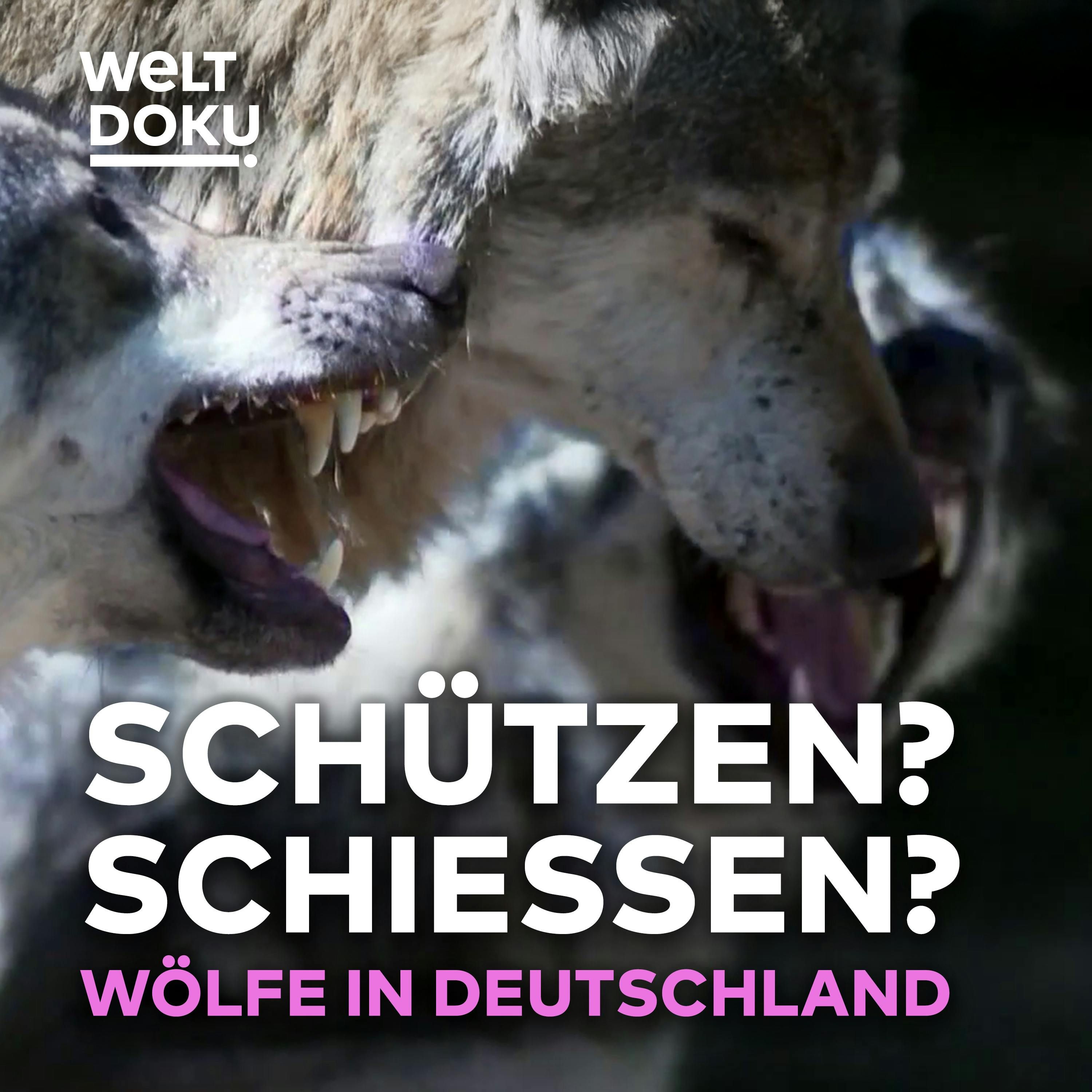 SCHÜTZEN ODER SCHIESSEN? Das Märchen vom guten und bösen Wolf – TEIL 2