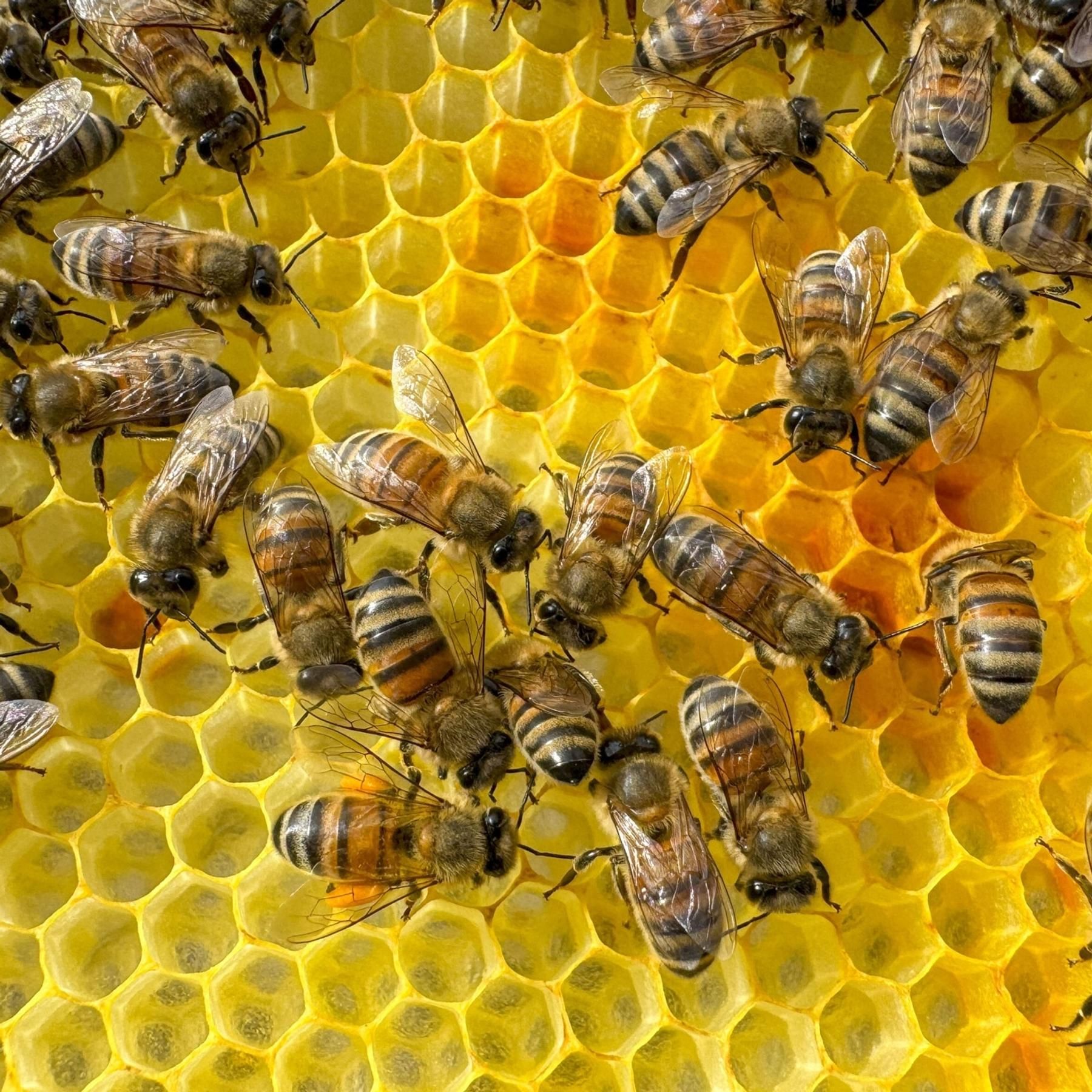 Intelligente Bienen? Wenn Insekten-Gehirne Geniales leisten