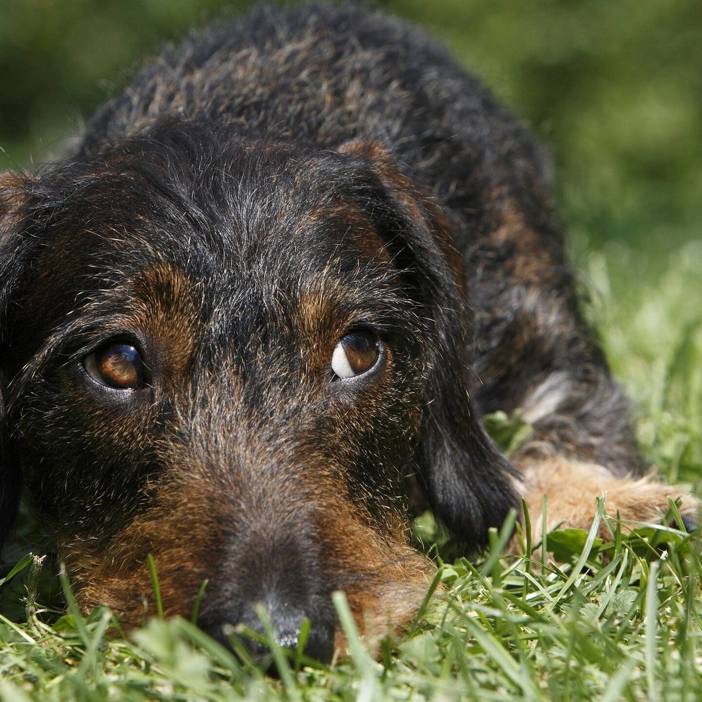 Die Tierdocs: Dackel mit zwei Höckern