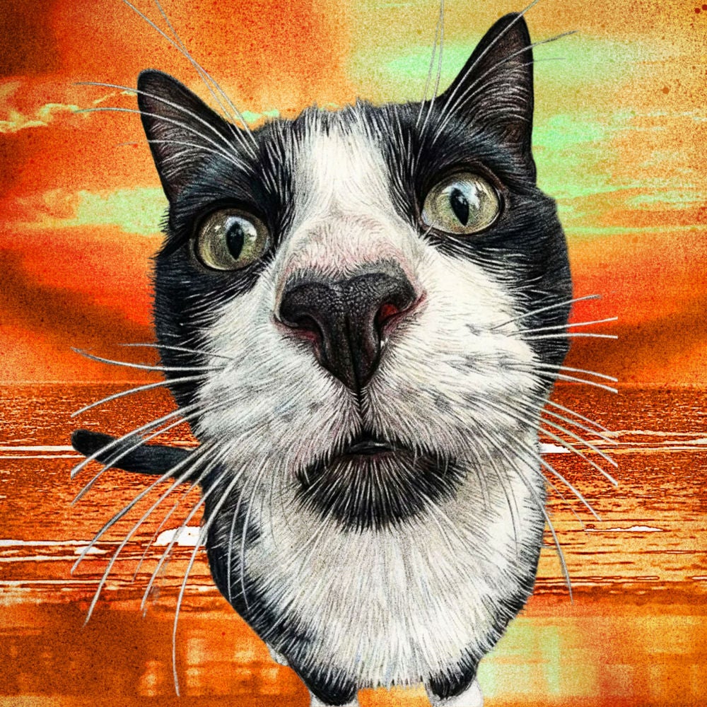 Os Gatinhos Intergaláticos