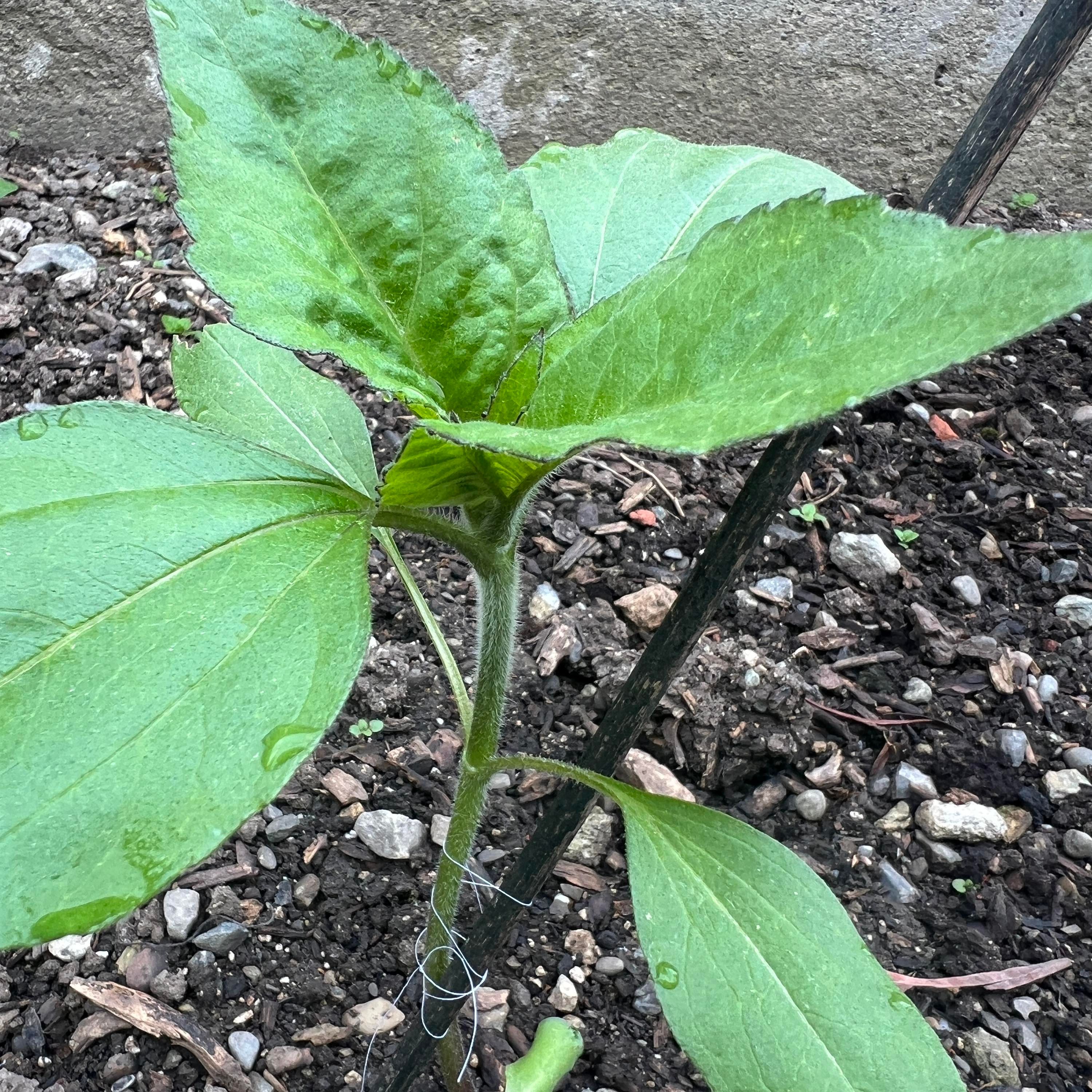 38 Gartenprojekt 5 die Verbindung zwischen äußeren und innerem Garten gibt wertvolle Impulse. Frequenz und Resonanz