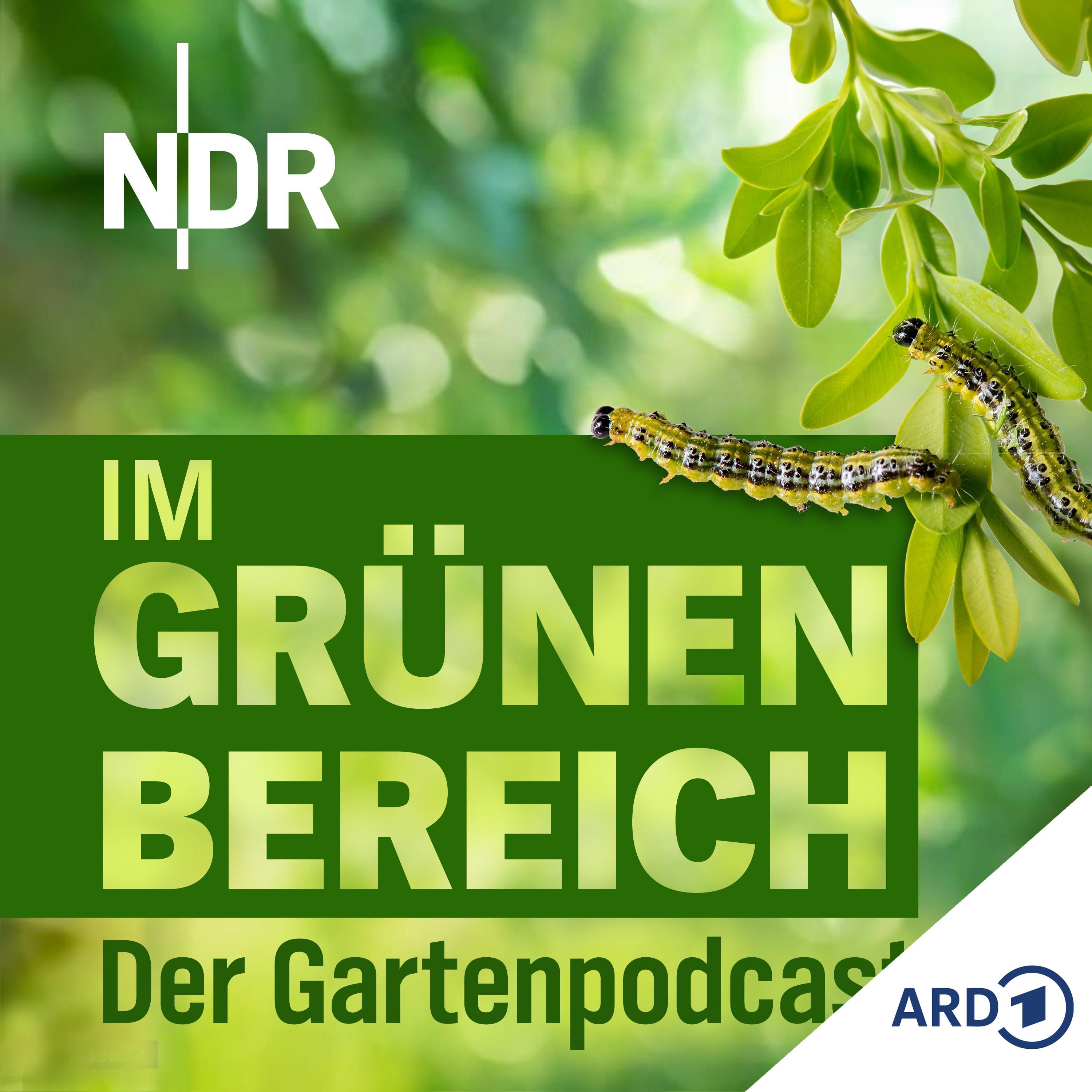 Buchsbaum-Pflege: Schutz vor Buchsbaumzünsler und Krankheiten