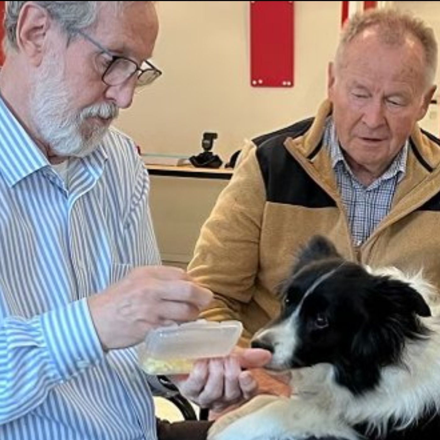 Border Collies im Café Malta