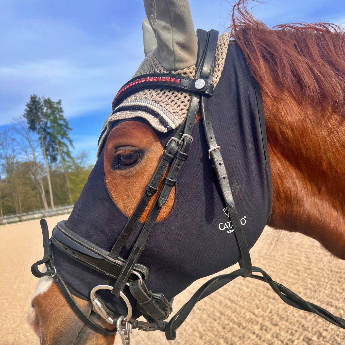 #445 Warum Social Media Dein Reiten verschlechtern kann