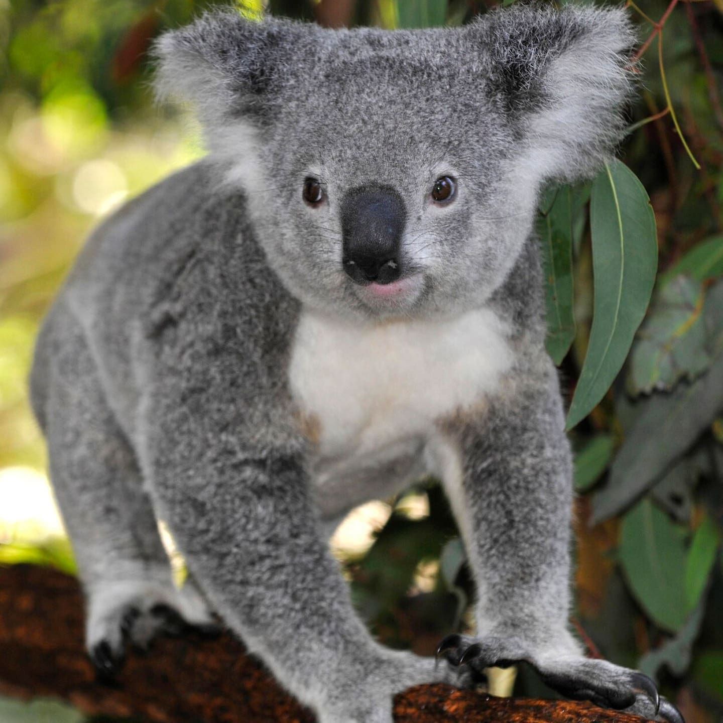 Die Tierdocs: Koala hat glänzende Lippen