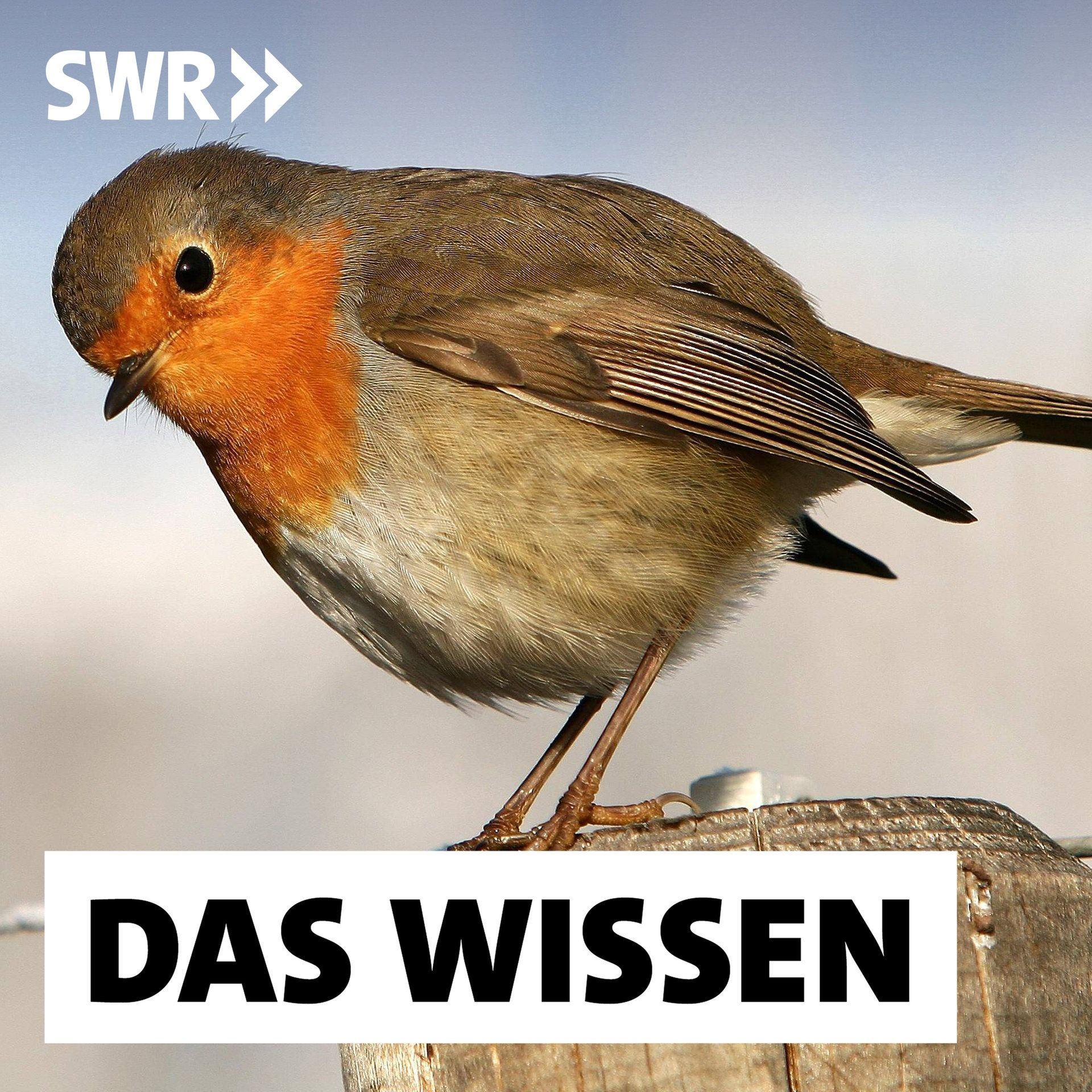 Quantenbiologie – Wie moderne Physik hilft, das Leben zu verstehen