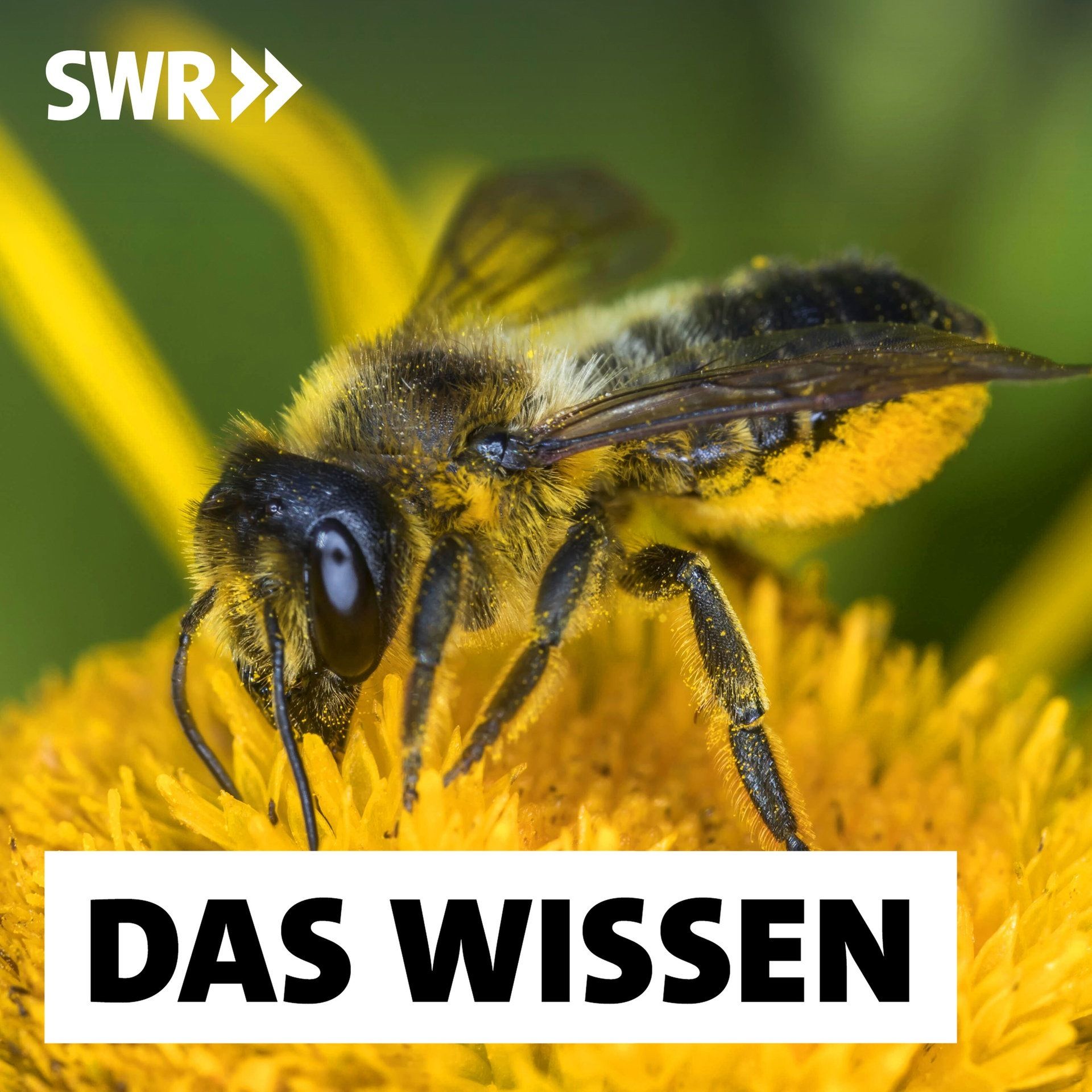 Wildbienen – Wie wir sie schützen können