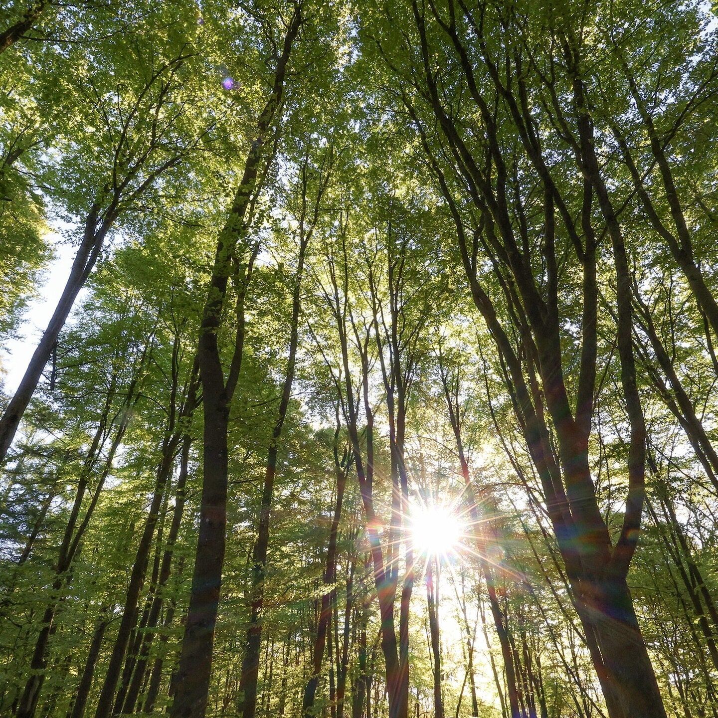 Krone mit Klimaschaden