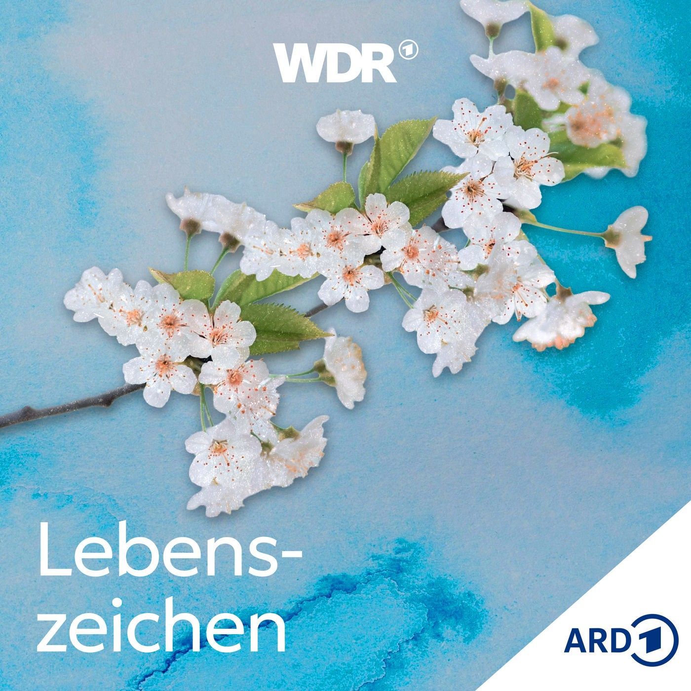 Online-Chuzpe: Wie sich jüdische Influencer auf Social Media behaupten