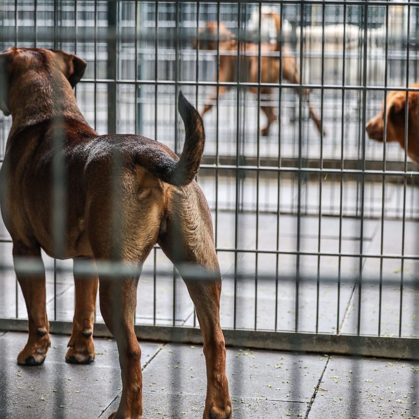 Staatsziel: Tierschutz