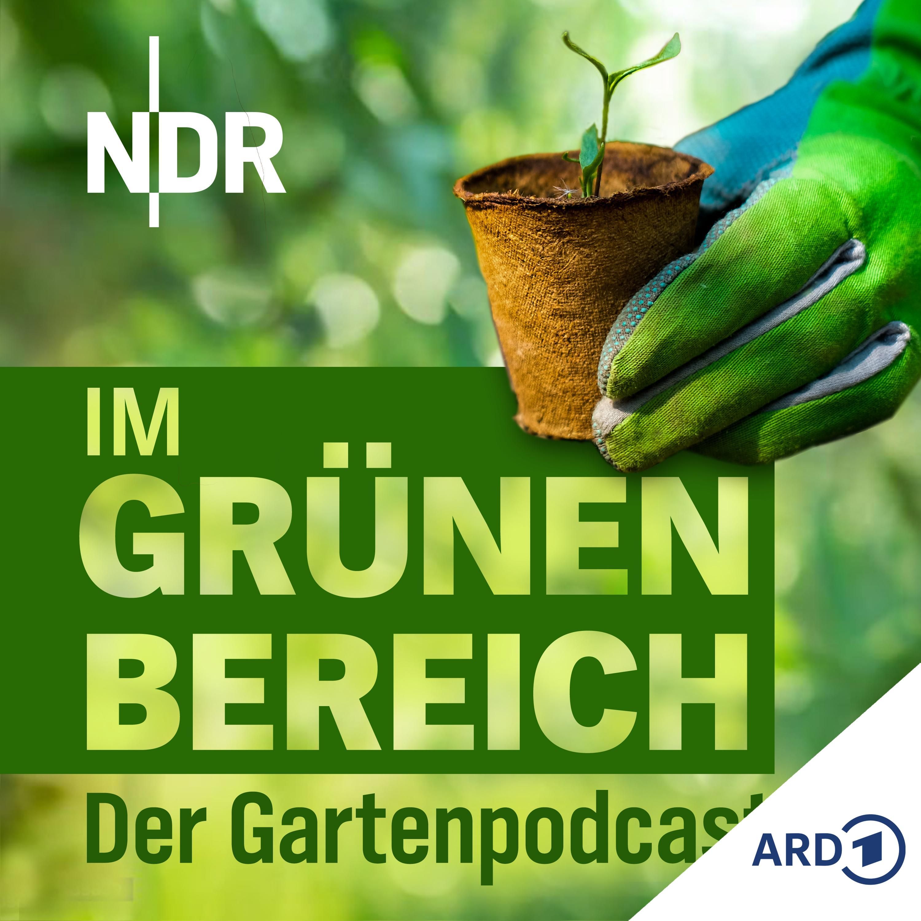 Gemüsepflanzen im Mai: Das darf nach den Eisheiligen ins Beet