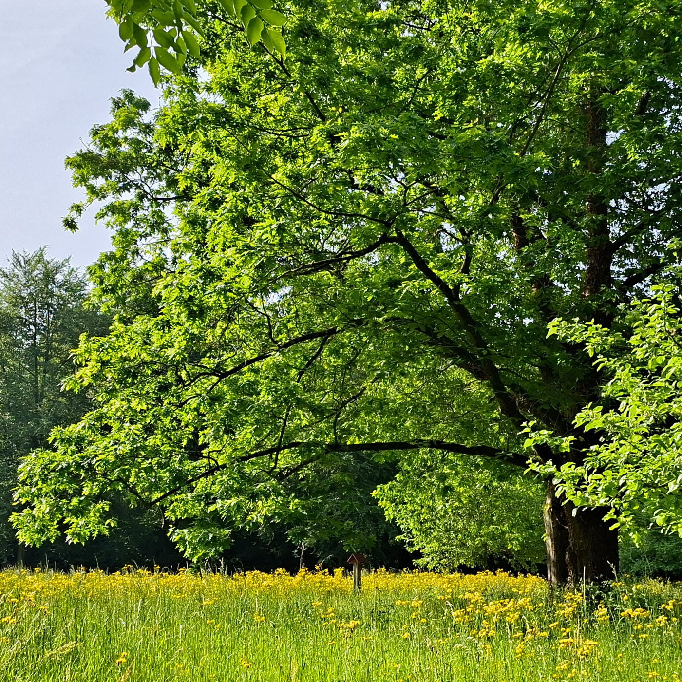 Der Pfingstochse, der Osterhase und der Kastrationsbiber