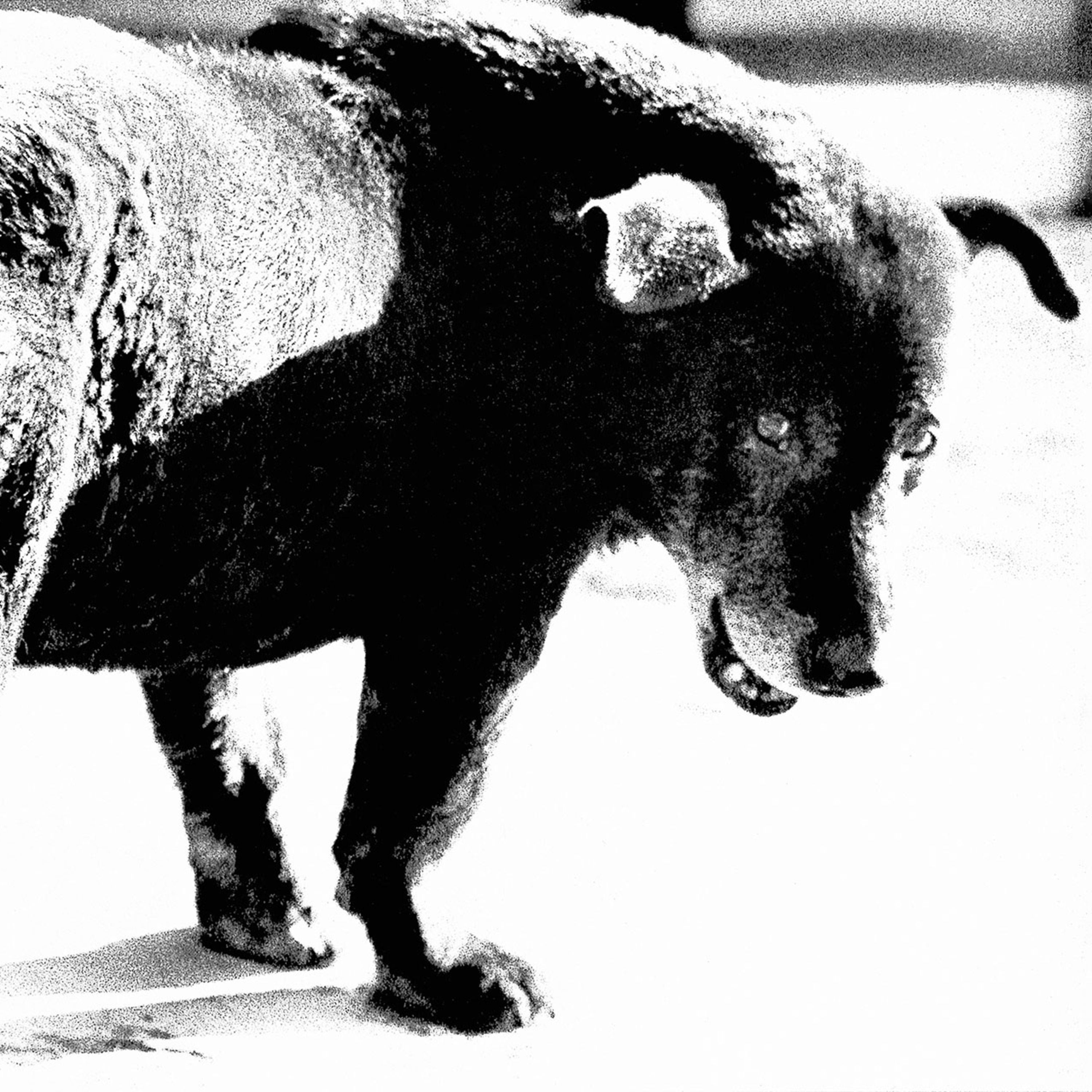 ⓦ 477 Daido Moriyama, der Fotograf, der nicht durch den Sucher blickt 🔜 📸 ⓦ Daido Moriyama Foto Challenge ‼️