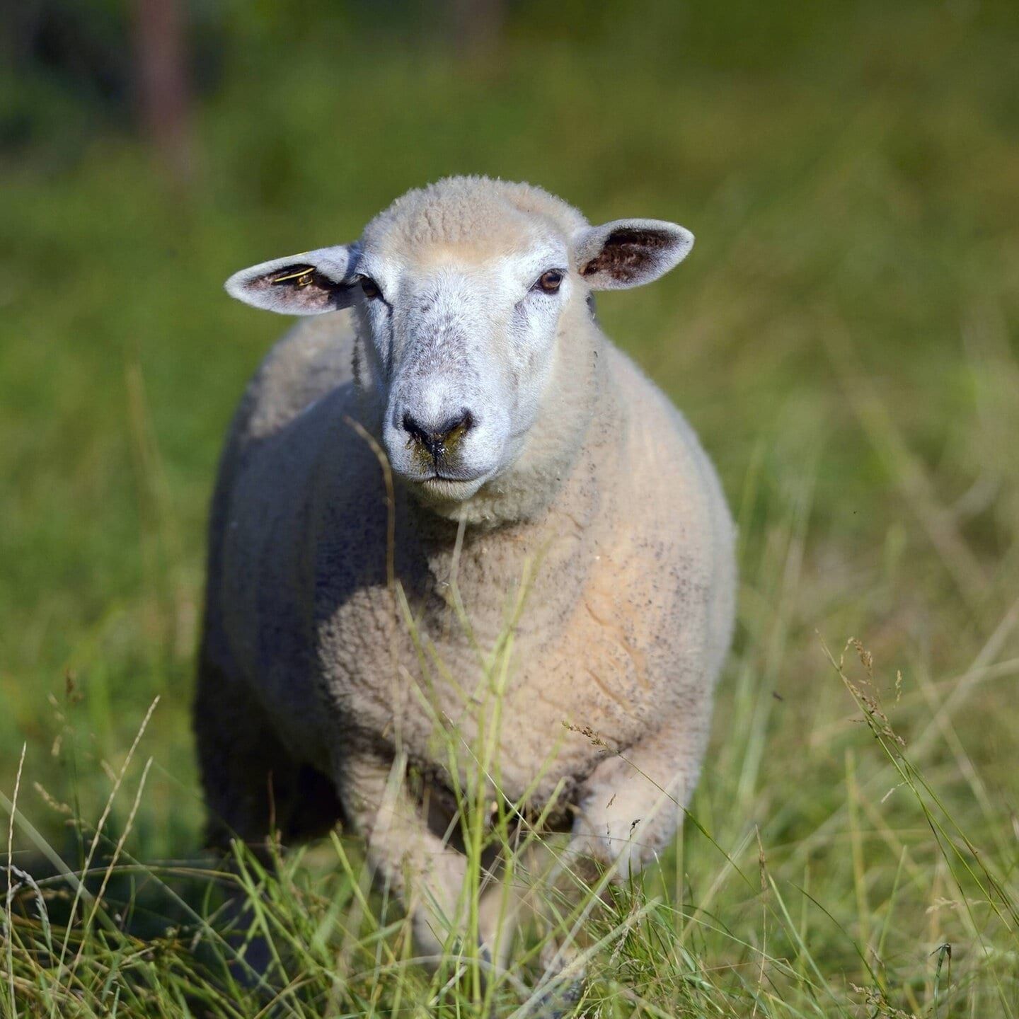 Die Tierdocs: Schaf riecht unangenehm