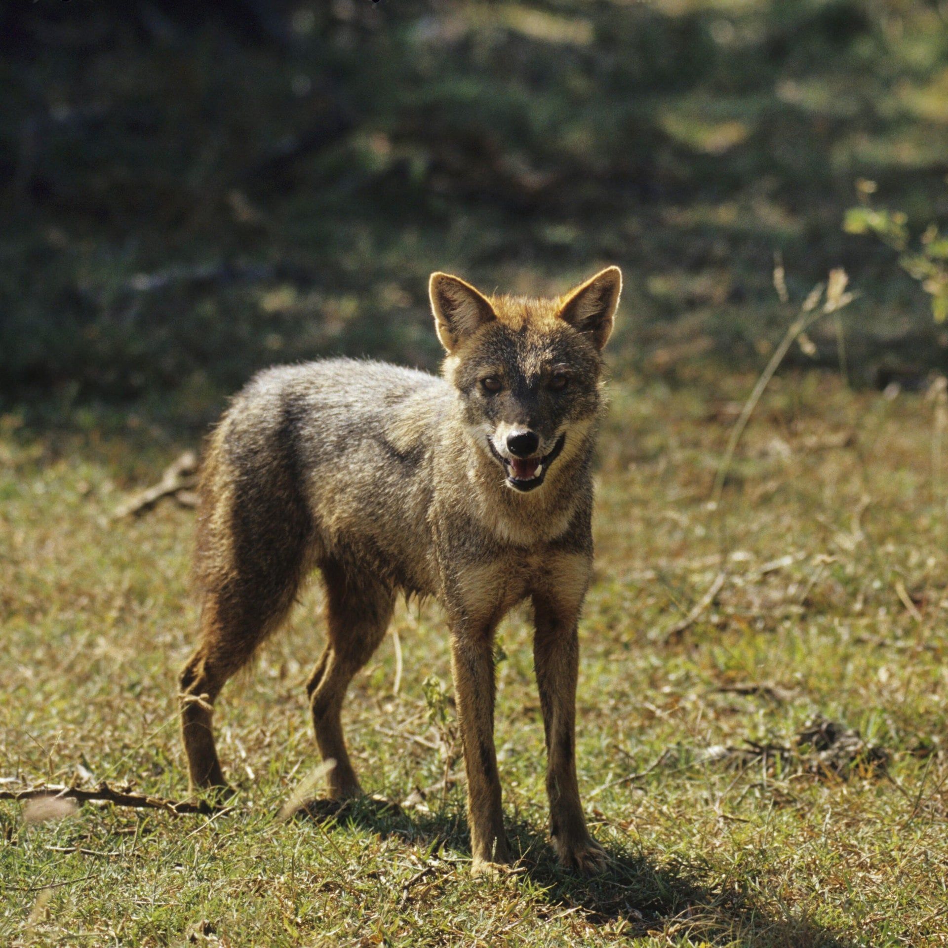 Wolfsbruder: Goldschakal breitet sich auch in Deutschland aus