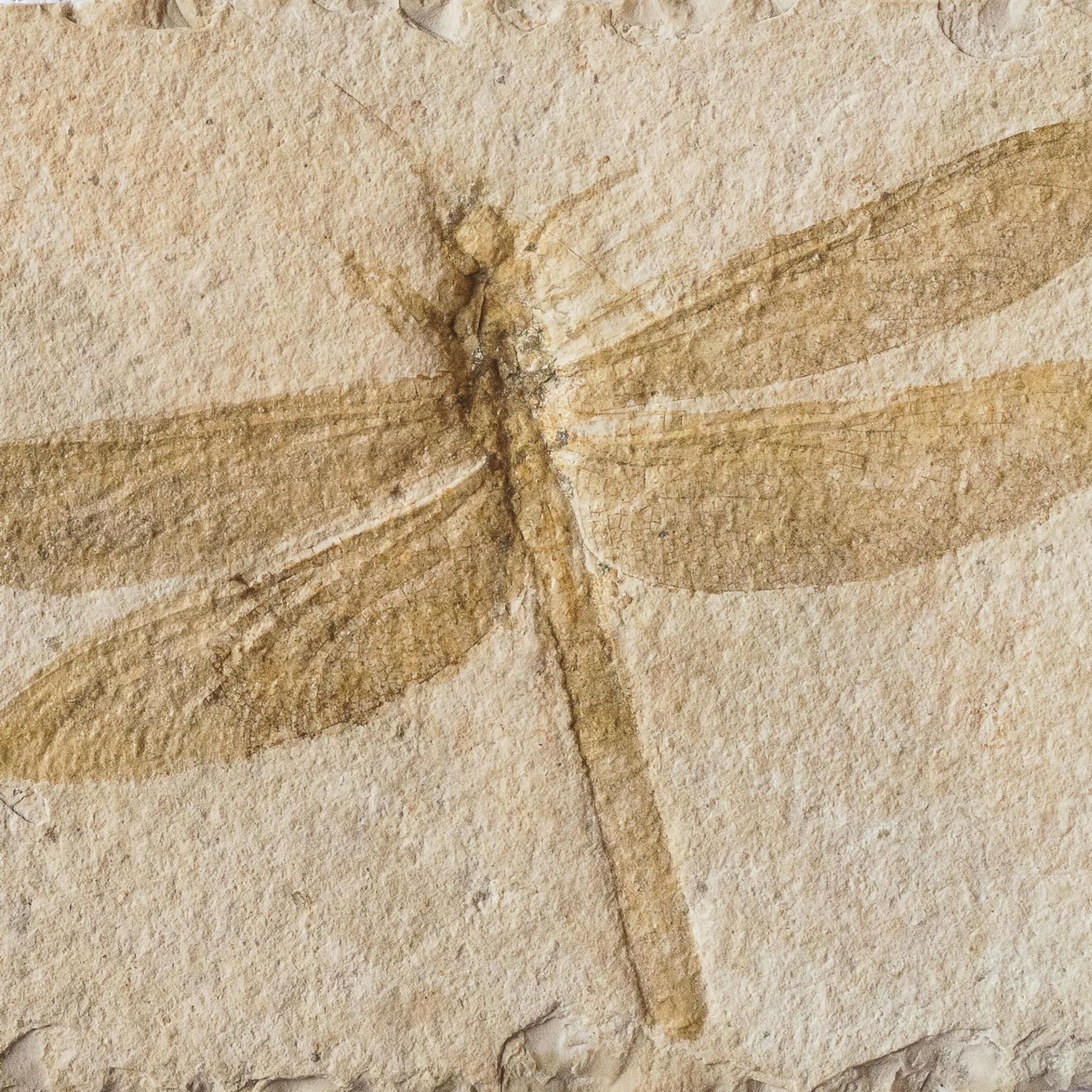 Die Lügensteine von Würzburg - Fake-Fossilien im Jahr 1725