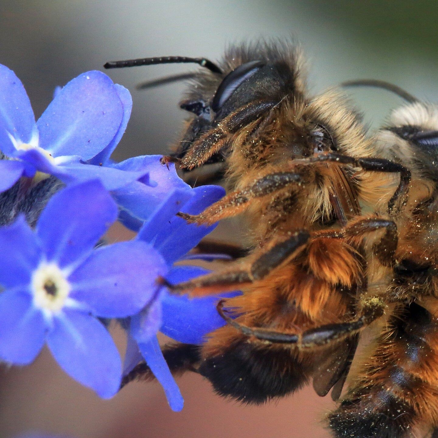 Bienen-Dating