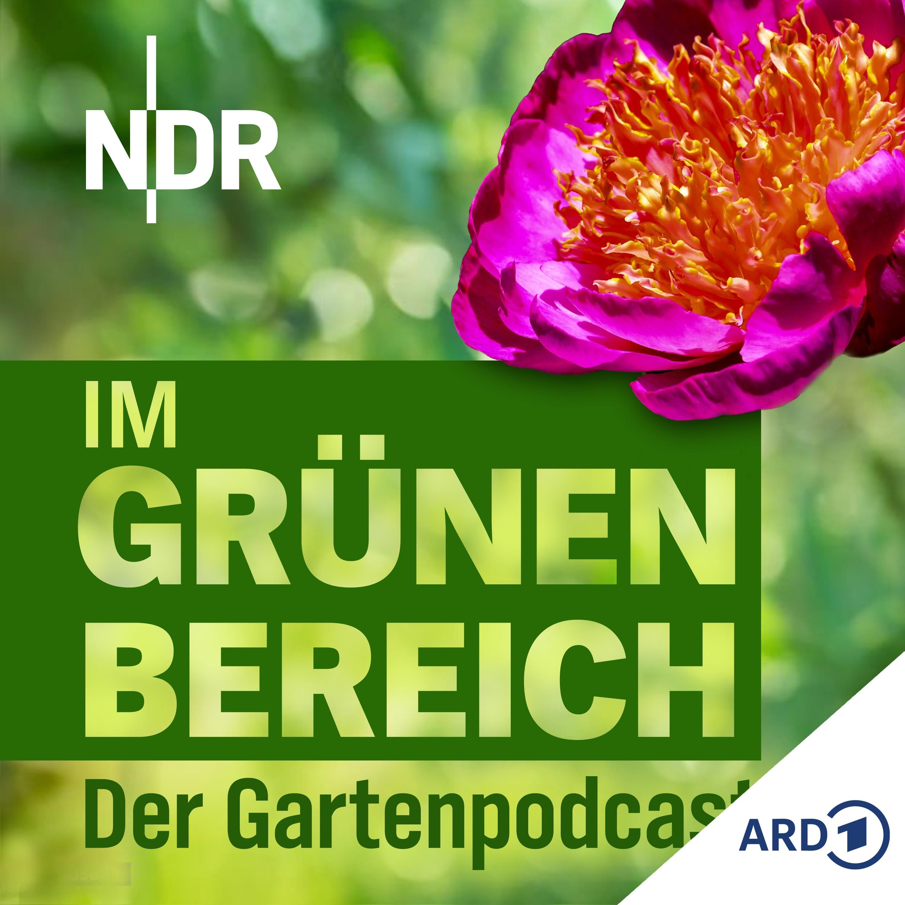 Pfingstrosen pflegen: Tipps für Schnitt und Blütenpracht