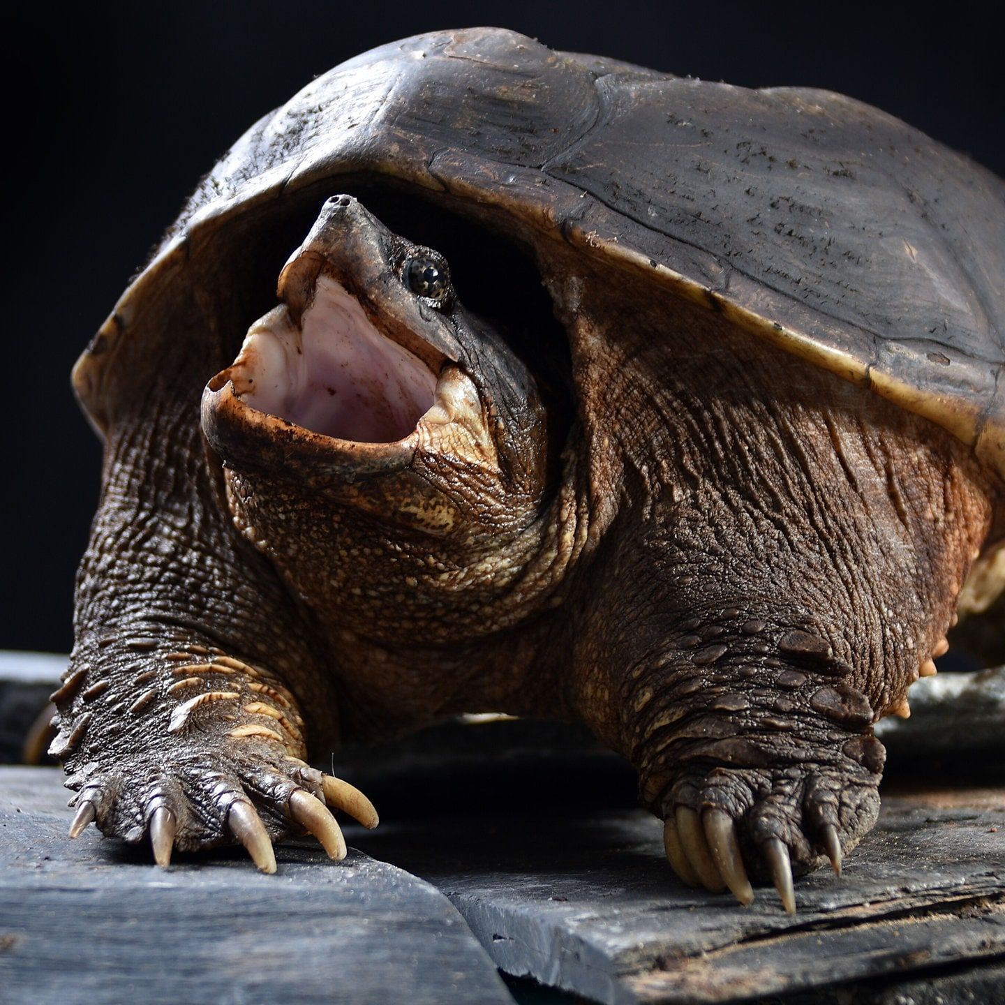 Die Tierdocs: Schildkröte schwankt