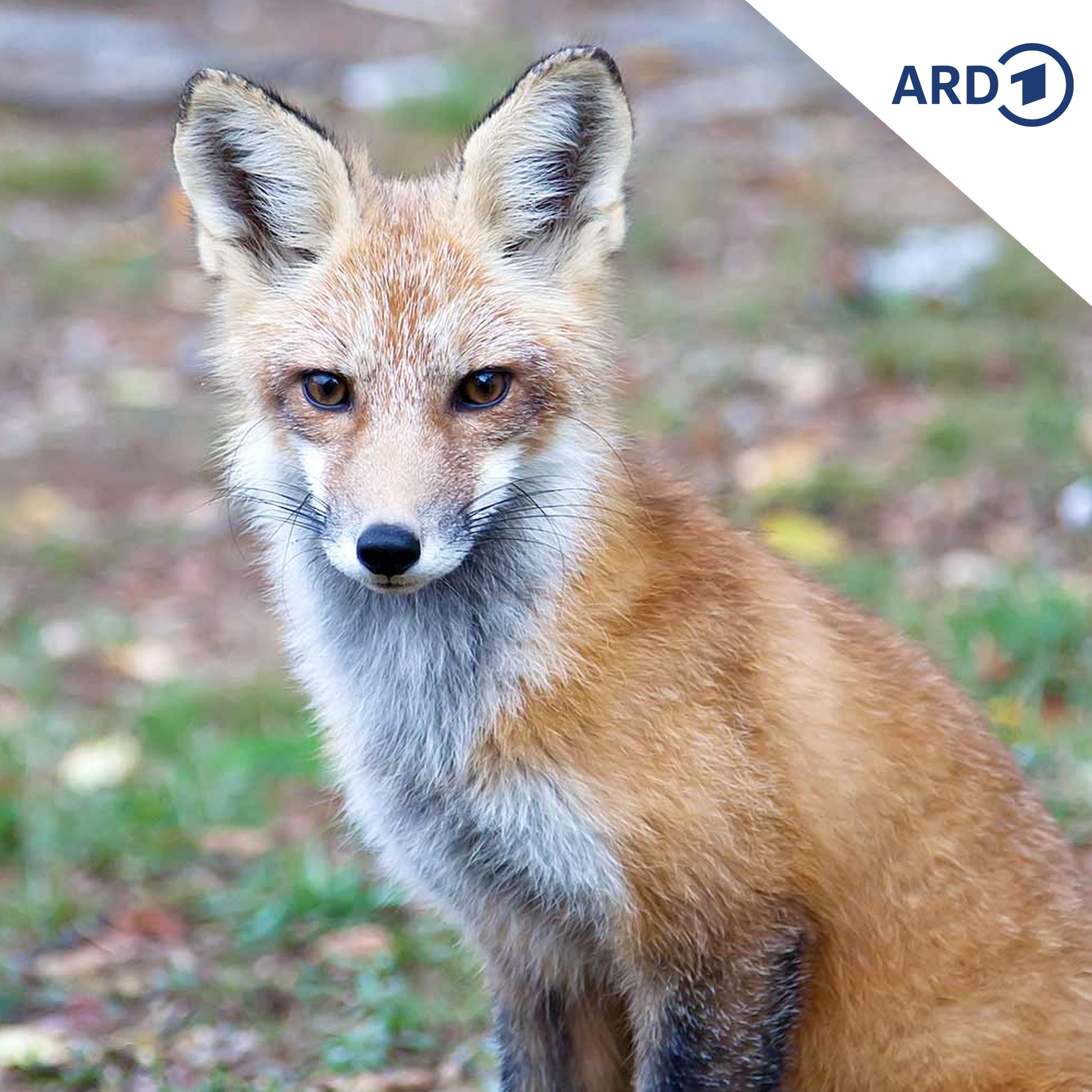 Grünäuglein und der Fuchs-Schreck!