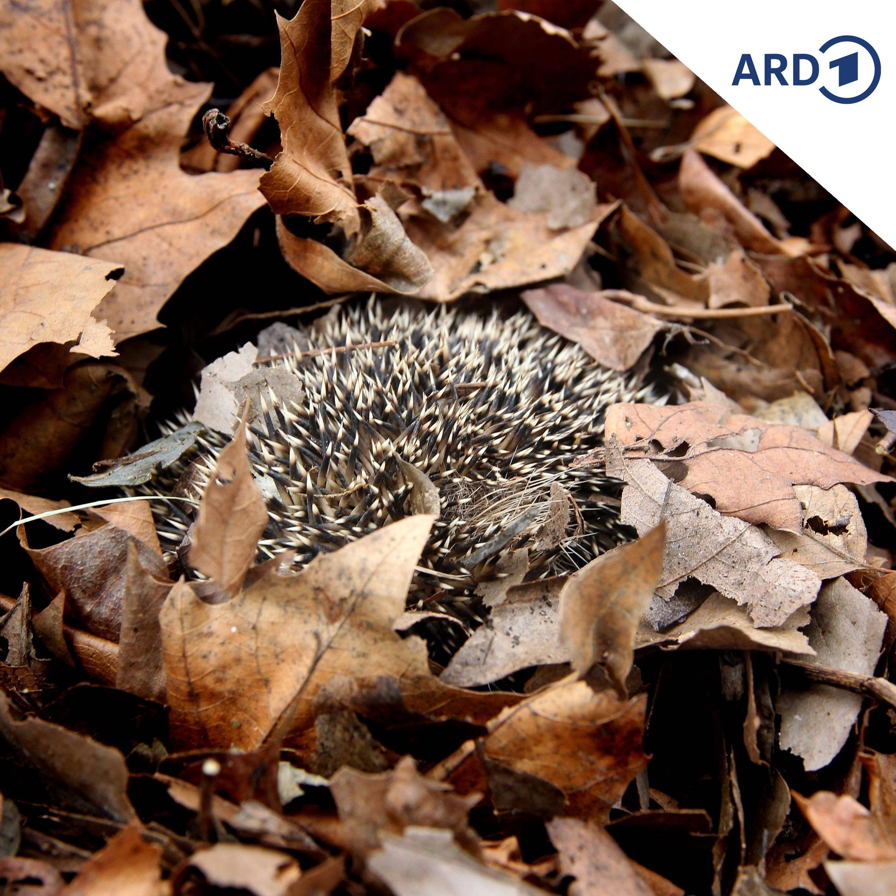 Ein Riesen-Igel im Hasenwald?