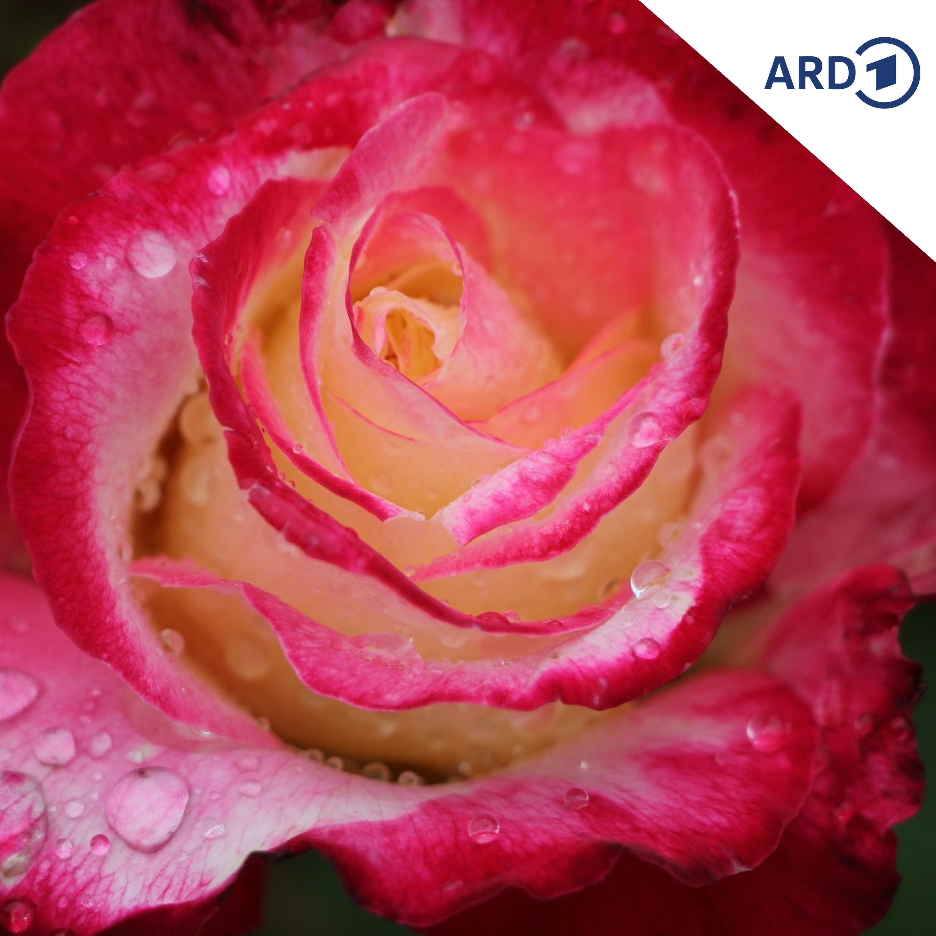 Warum gibt es keine Grünäuglein-Rose?