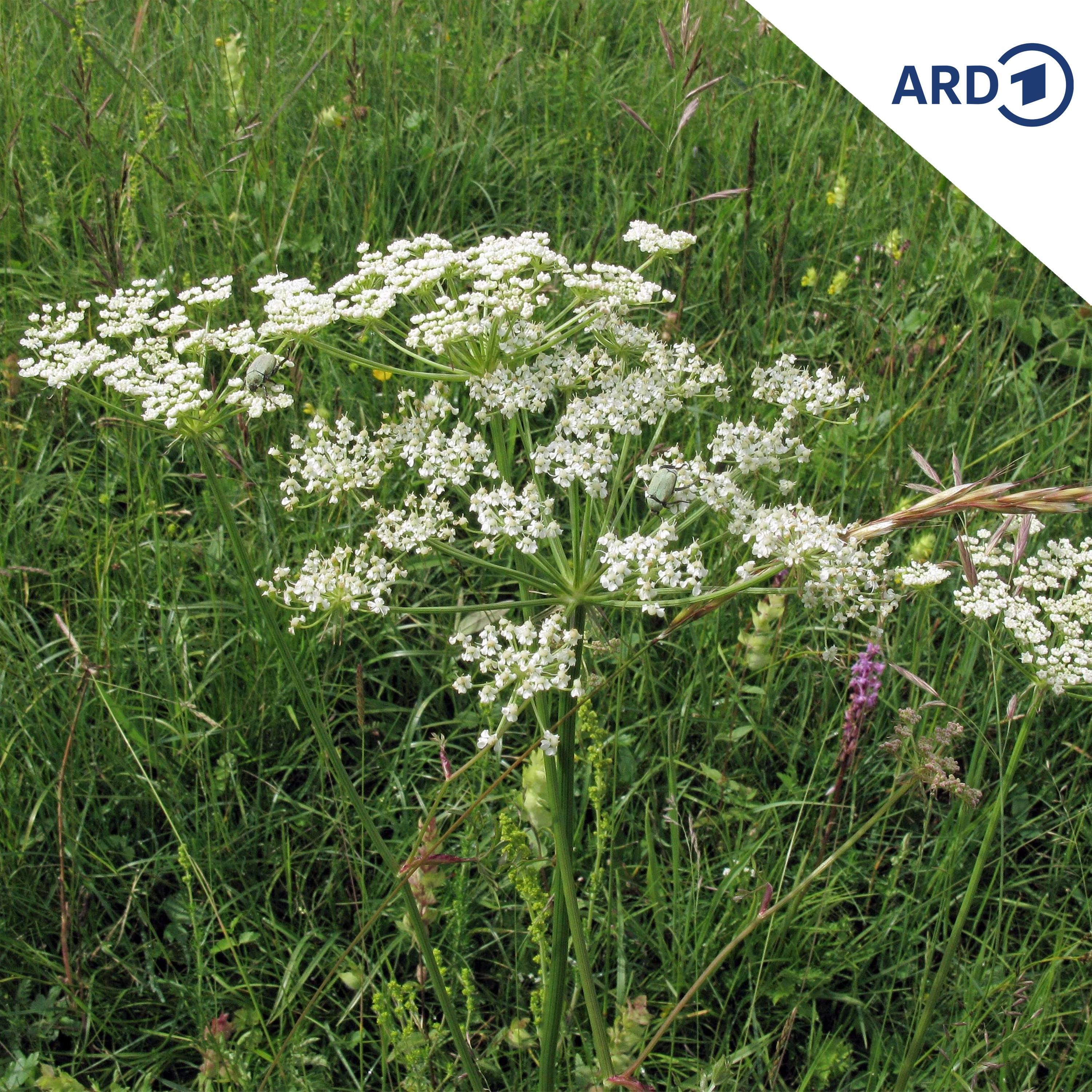 Wenn Willi eine Blume auf die Butter legt, ist es dann eine Butterblume?