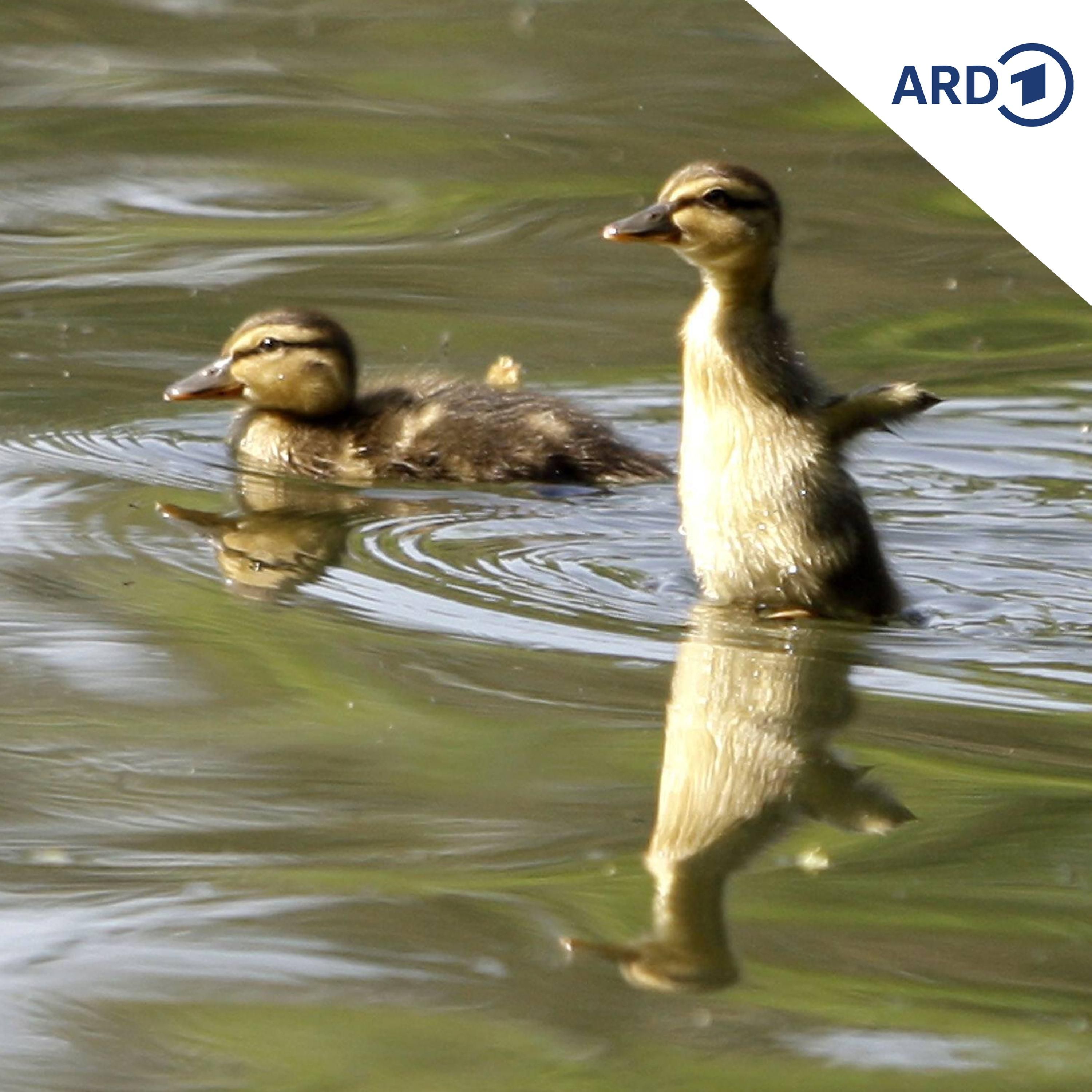 Grünäuglein als Super-Vor-Schwimmer für kleine Enten?