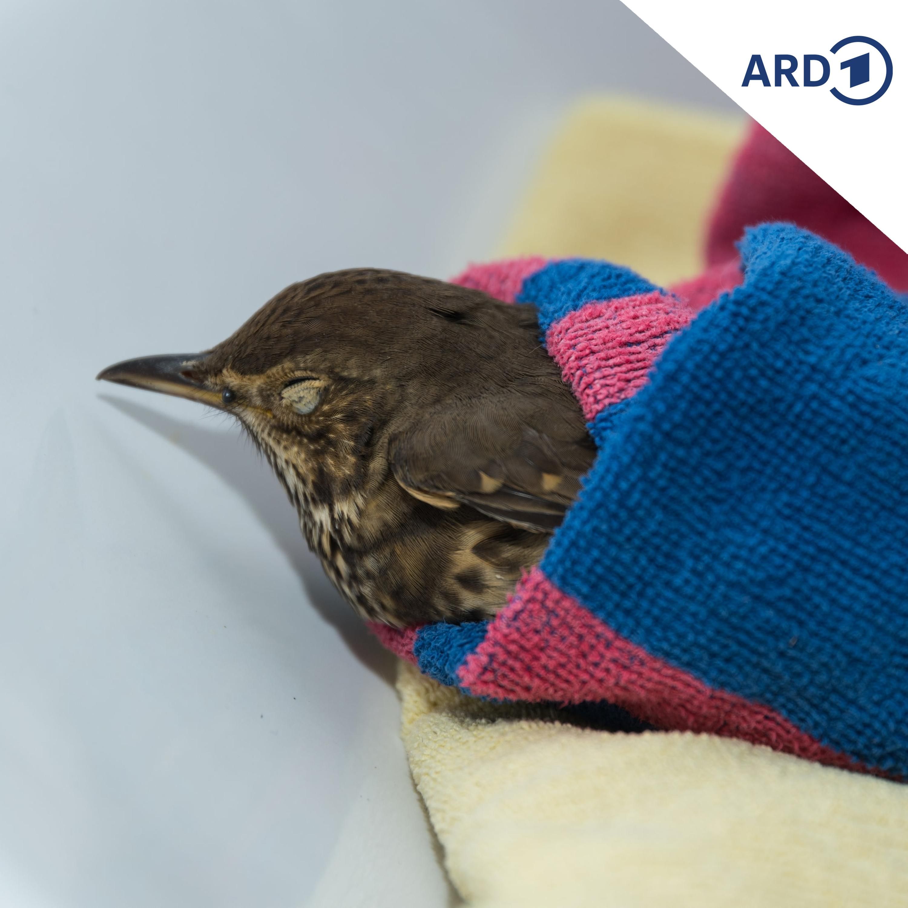 Ein verletzter Vogel, eine verzauberte Wichtelprinzessin und viele Fragen