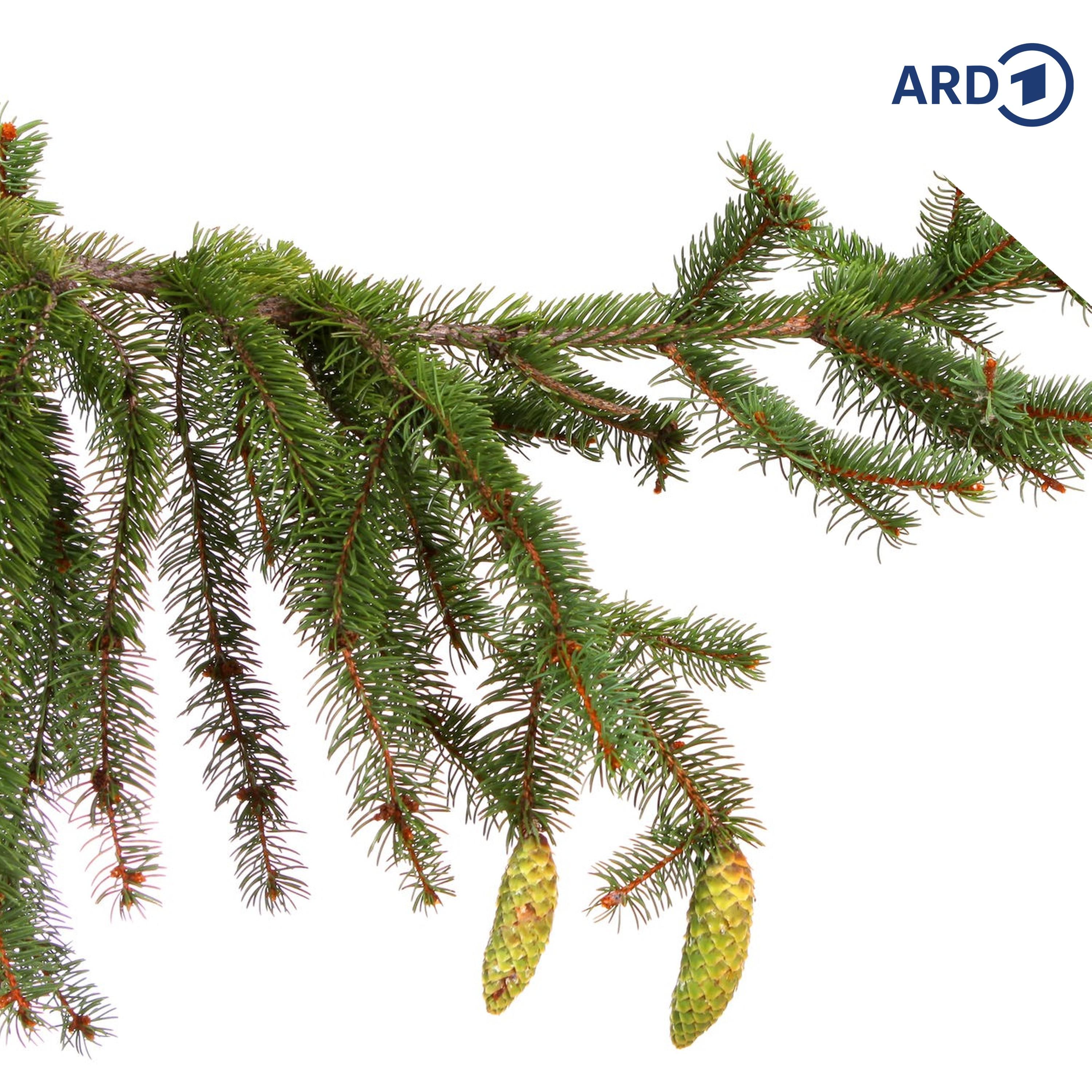 Nudeln statt Nadeln am alten Weihnachtsbaum?
