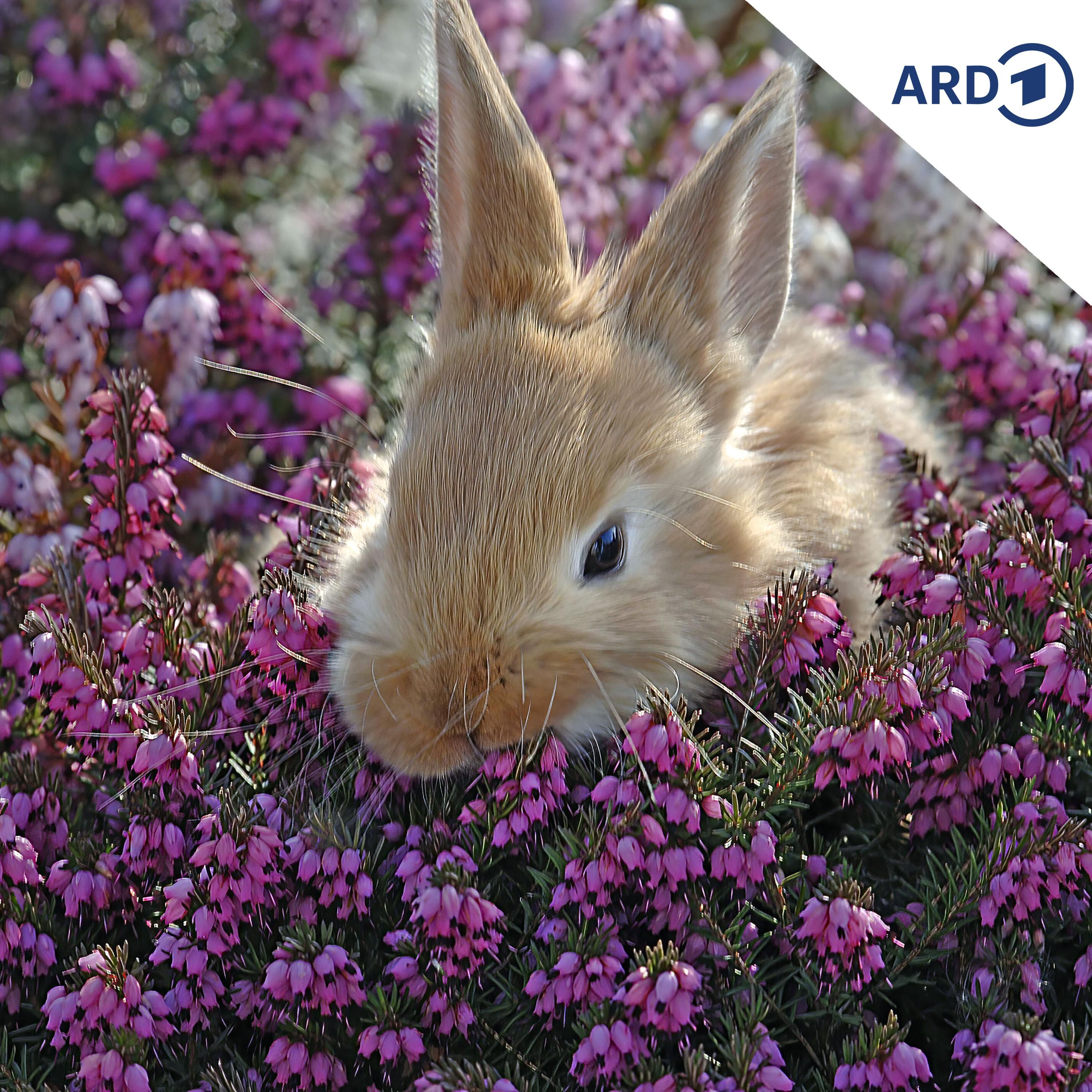 Wer sieht dem Osterhasen ähnlicher?