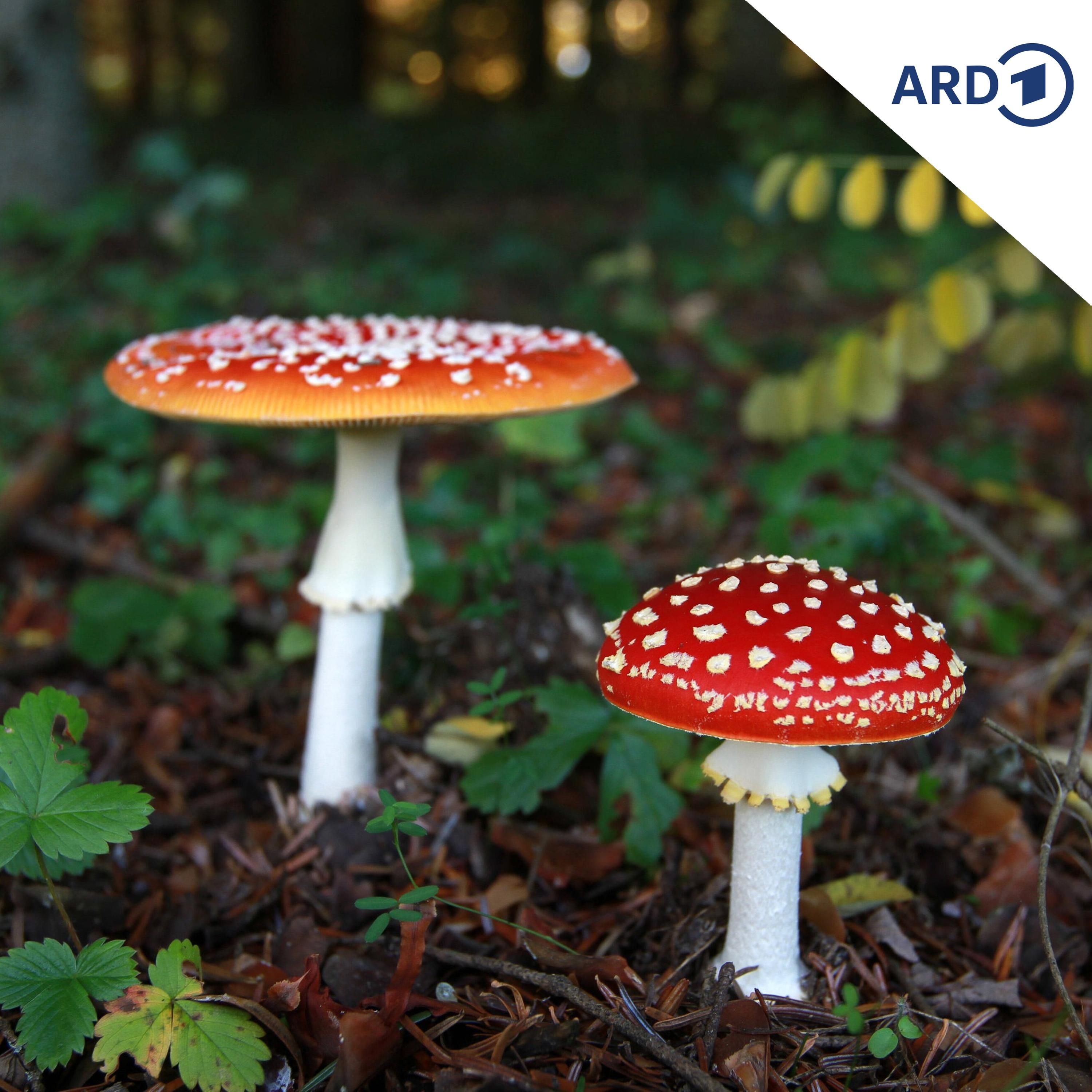 Ein Wald voller Glückspilze