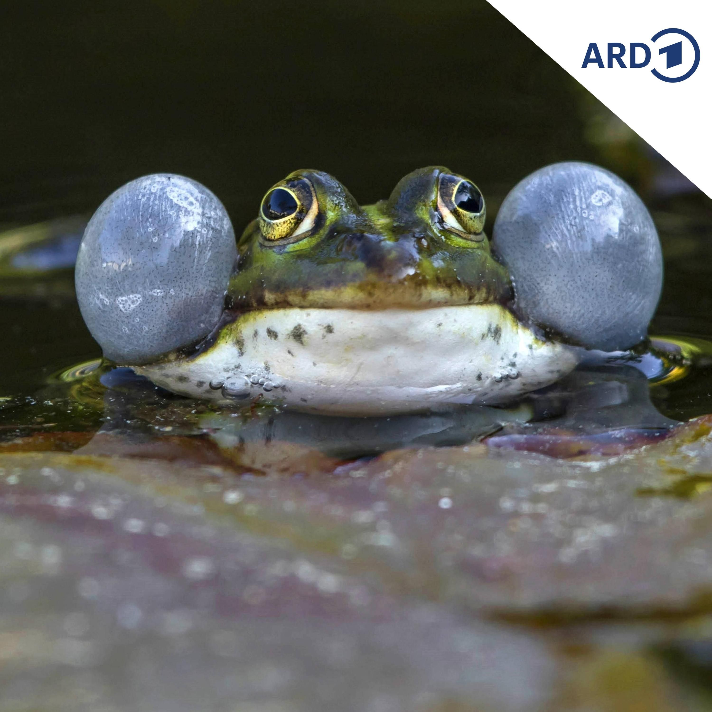 Sei kein Frosch!