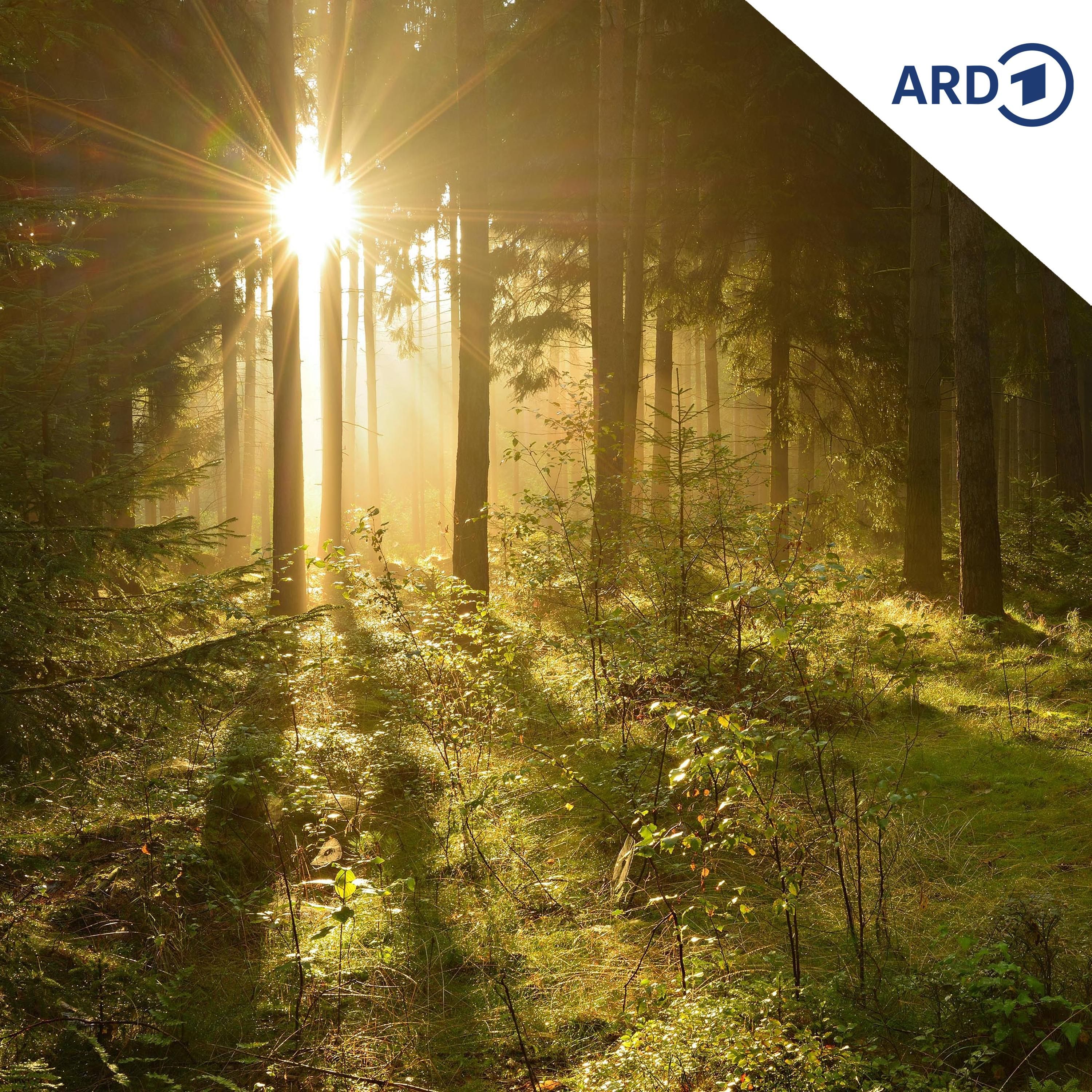 Zieht Grünäuglein wirklich aus dem Hasenwald weg?