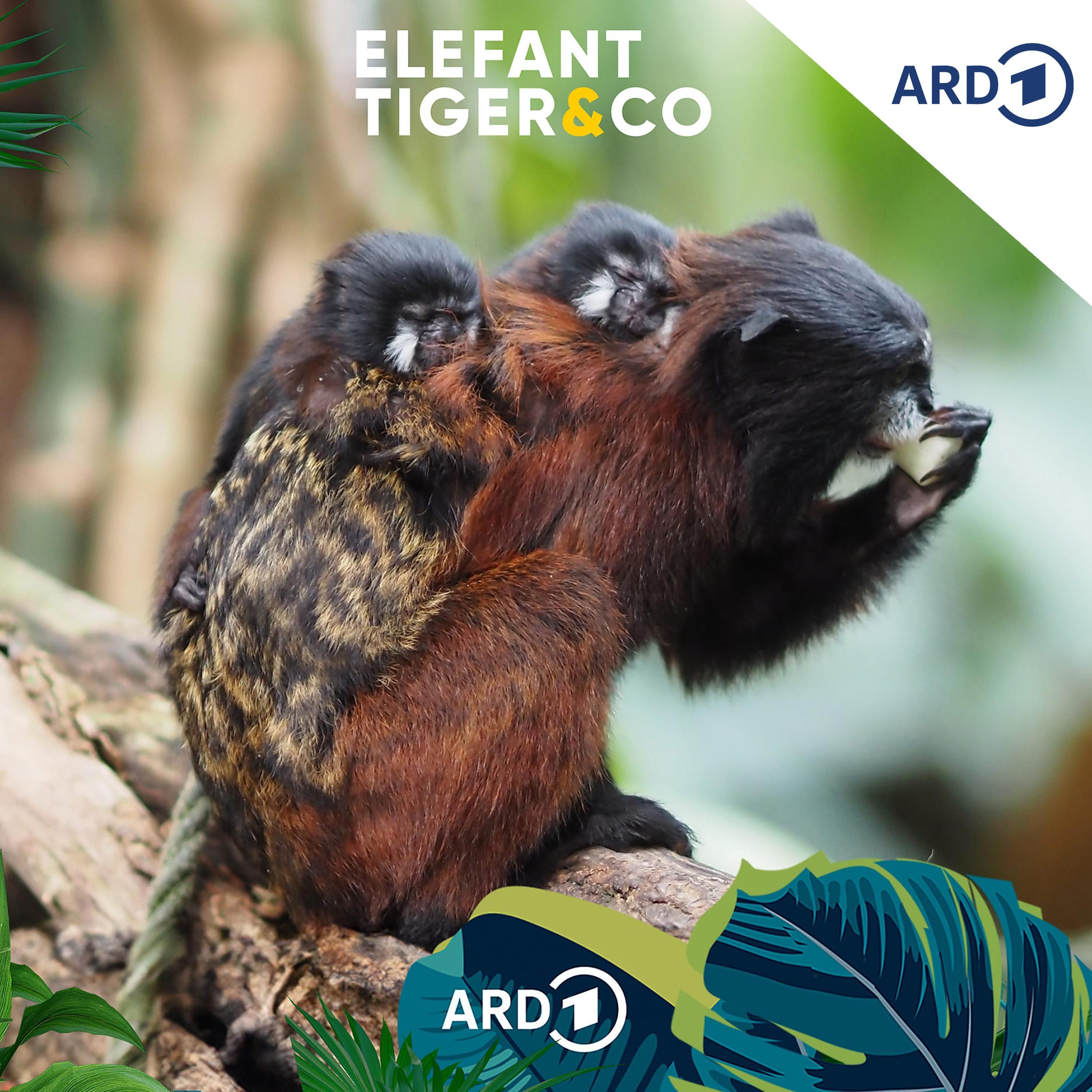 Rotschulter-Tamarin - klein und emanzipiert