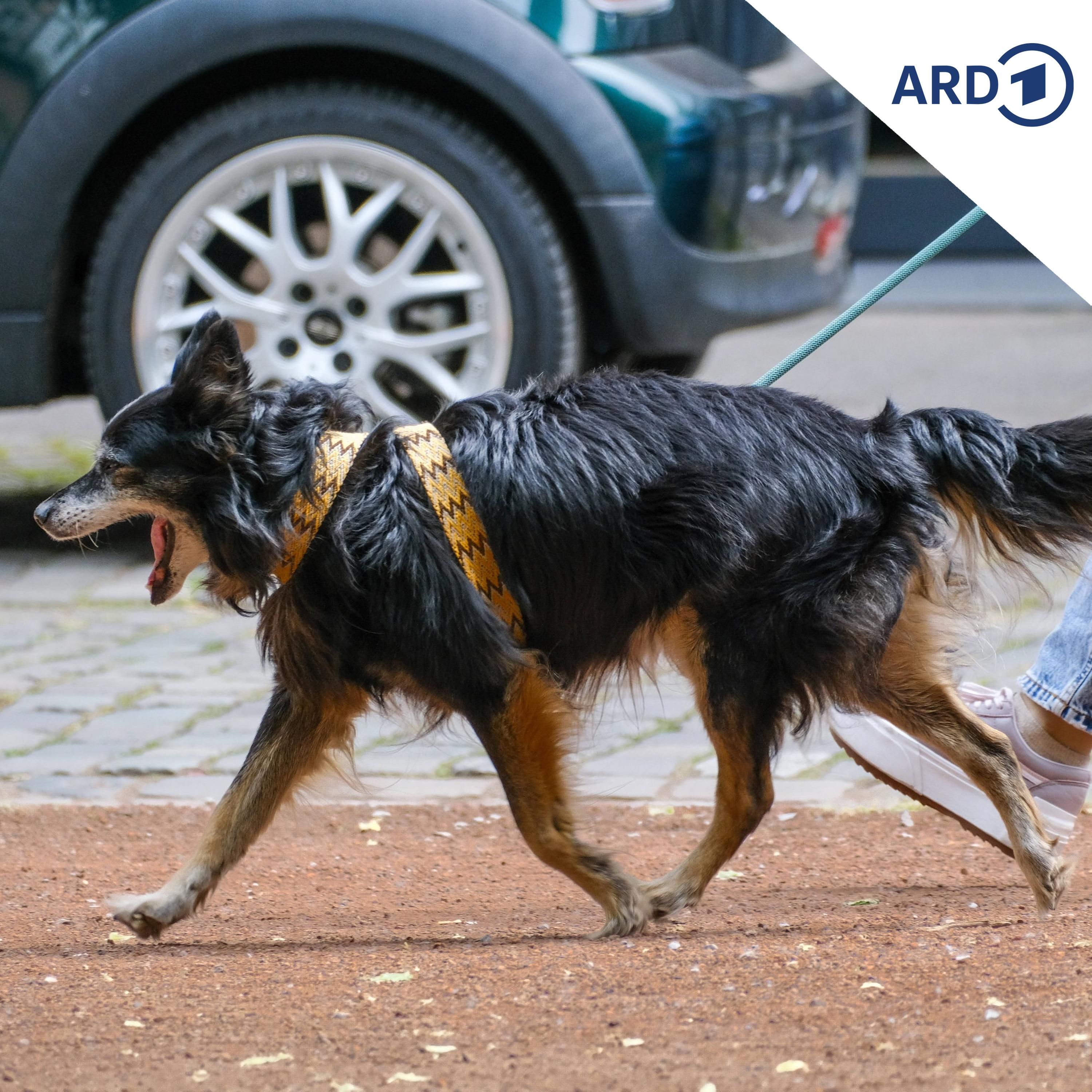 Sind Polen und Tschechien auf den Hund gekommen?