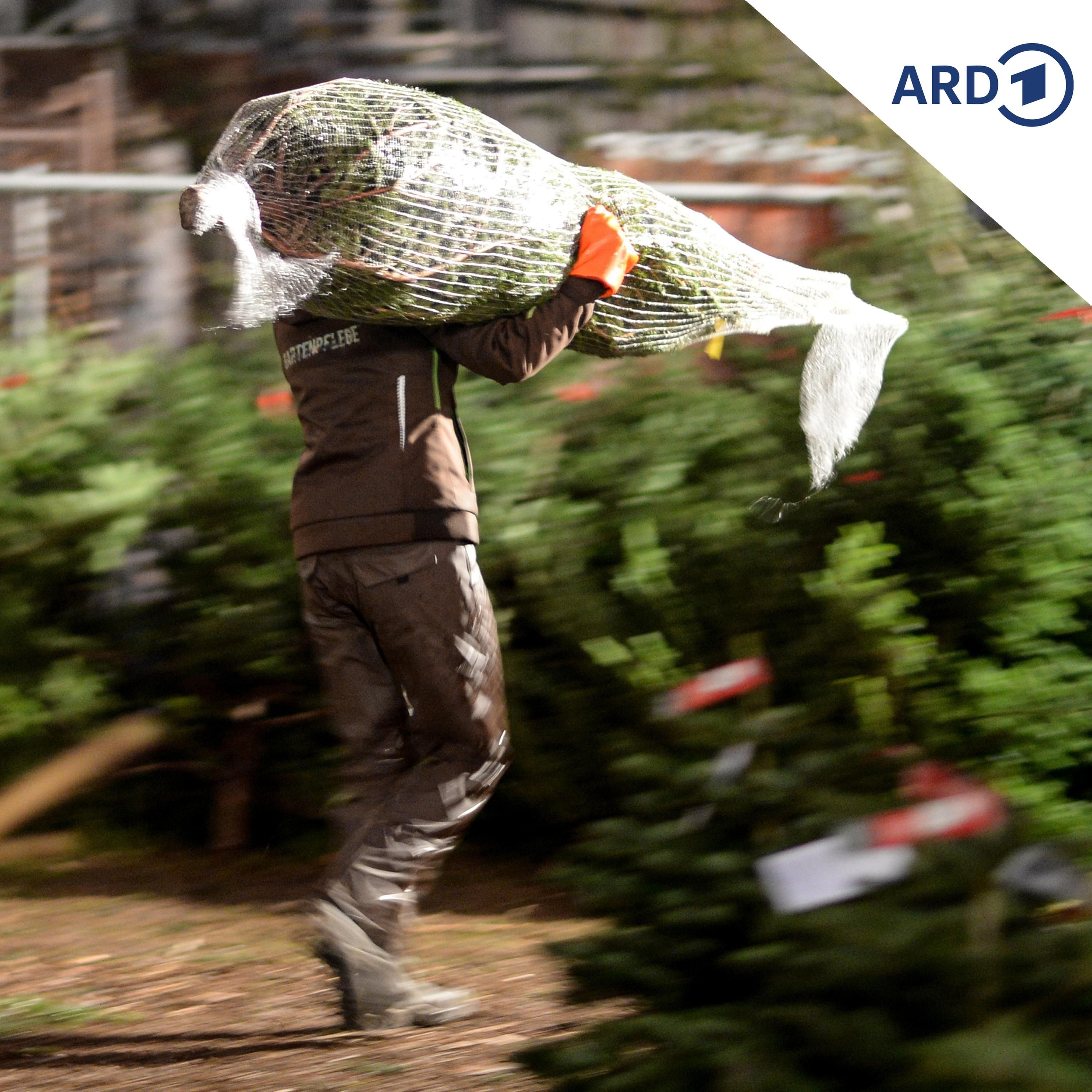 Hausfriedensbruch beim Aufstellen eines geschenkten Weihnachtsbaums