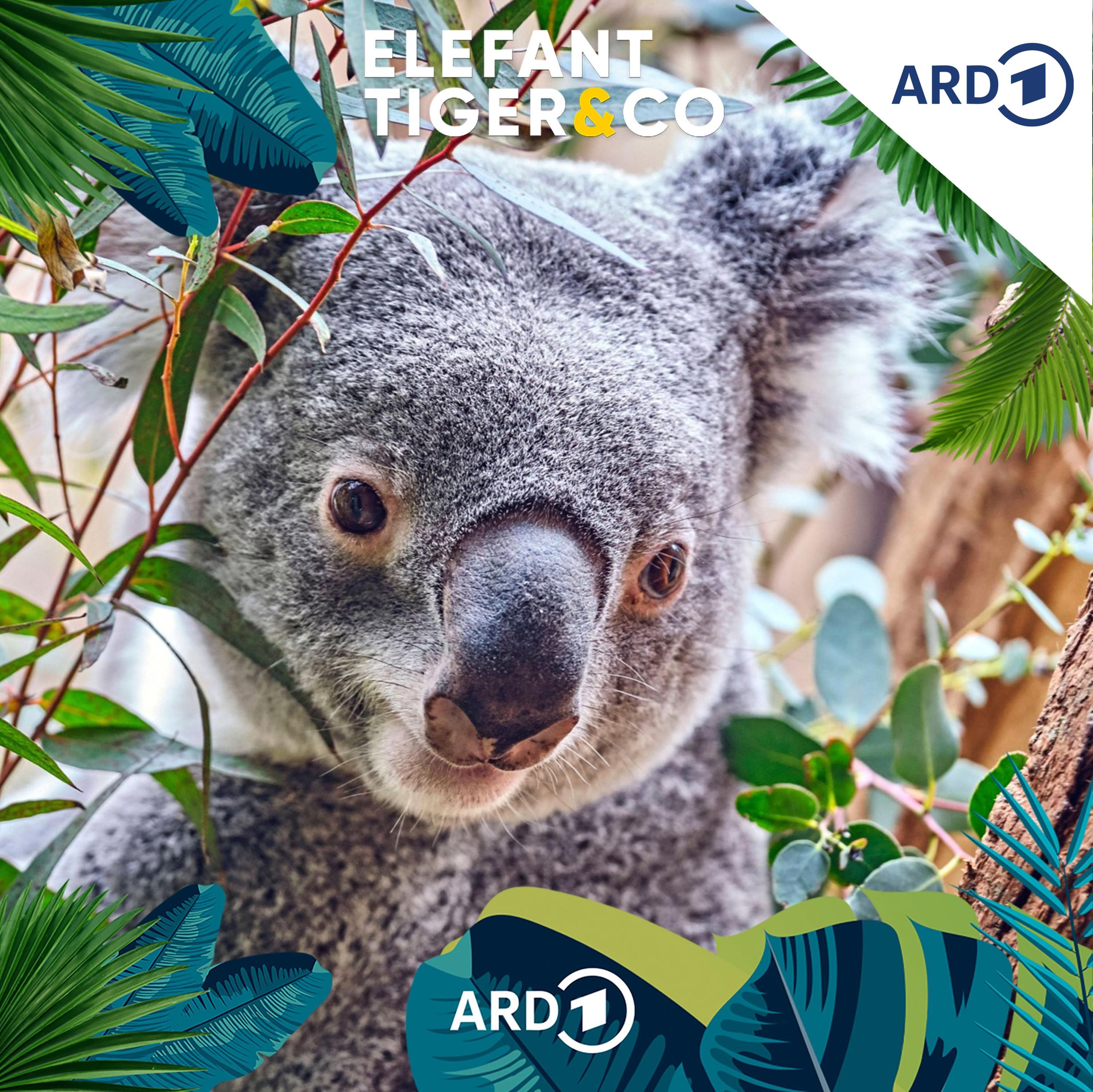 Mit dem Koala im Reich der "Niedlichkeit"