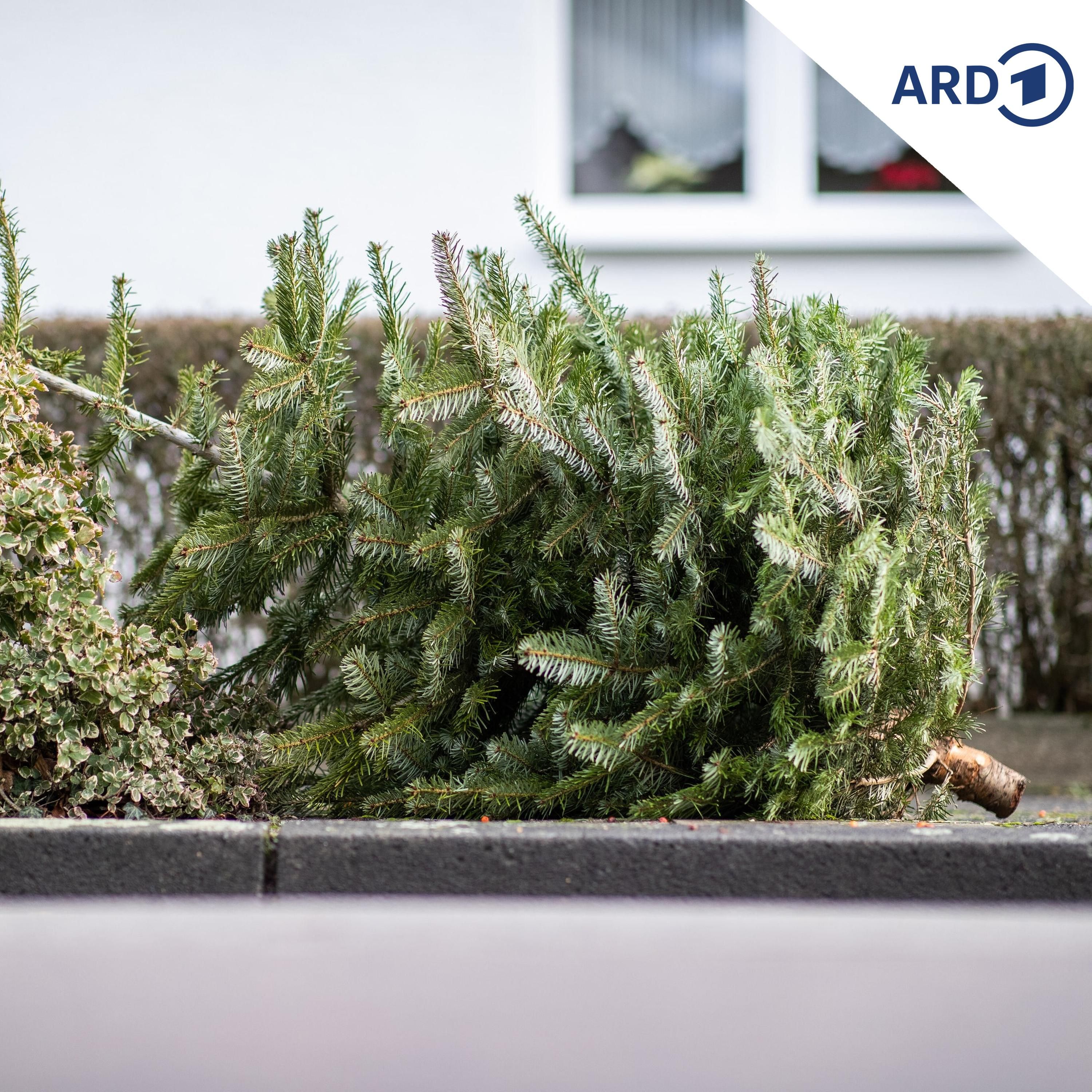 Abschmücken nach Grünäuglein-Art …