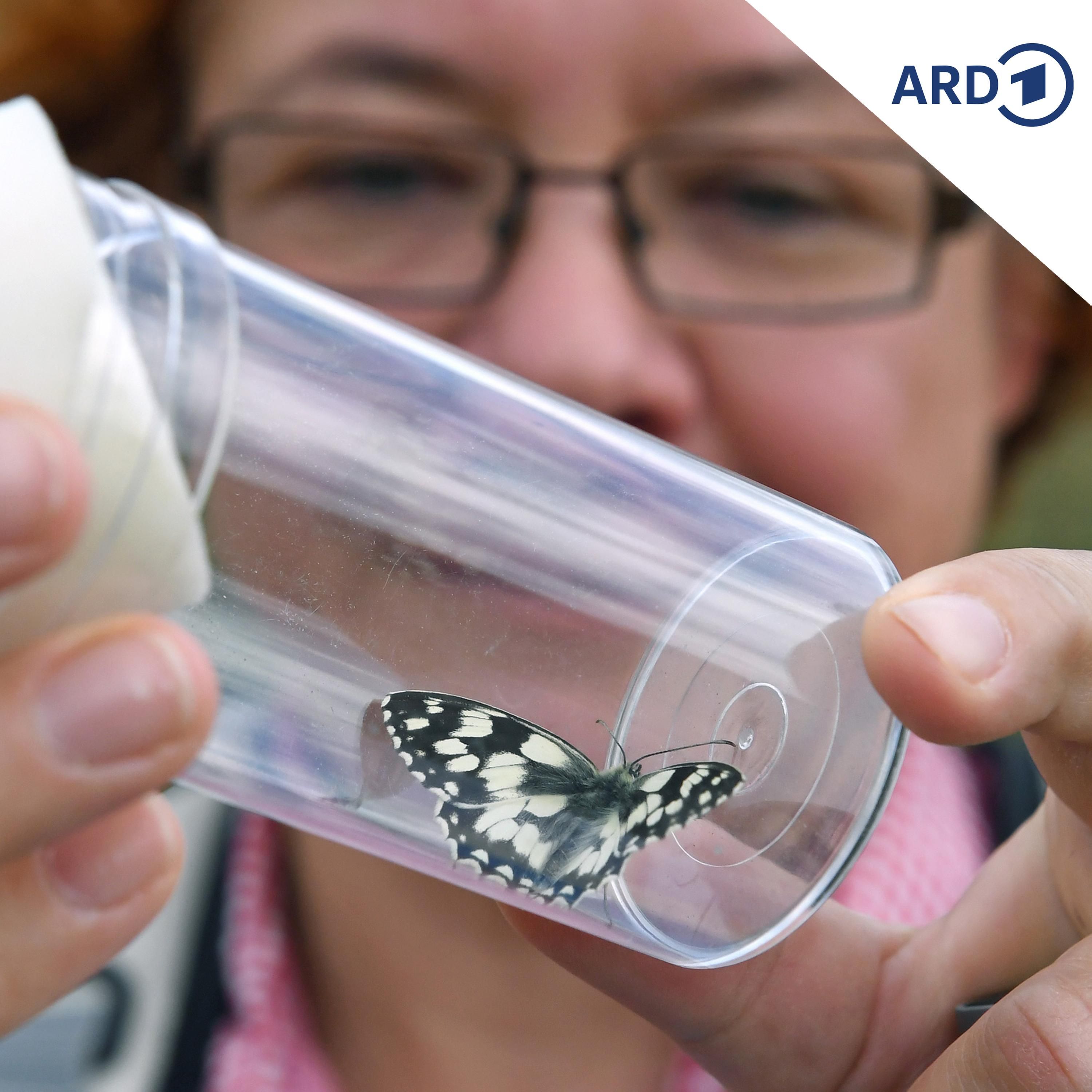 Citizen-Science: Wie Hobbyforscher die Wissenschaft voranbringen