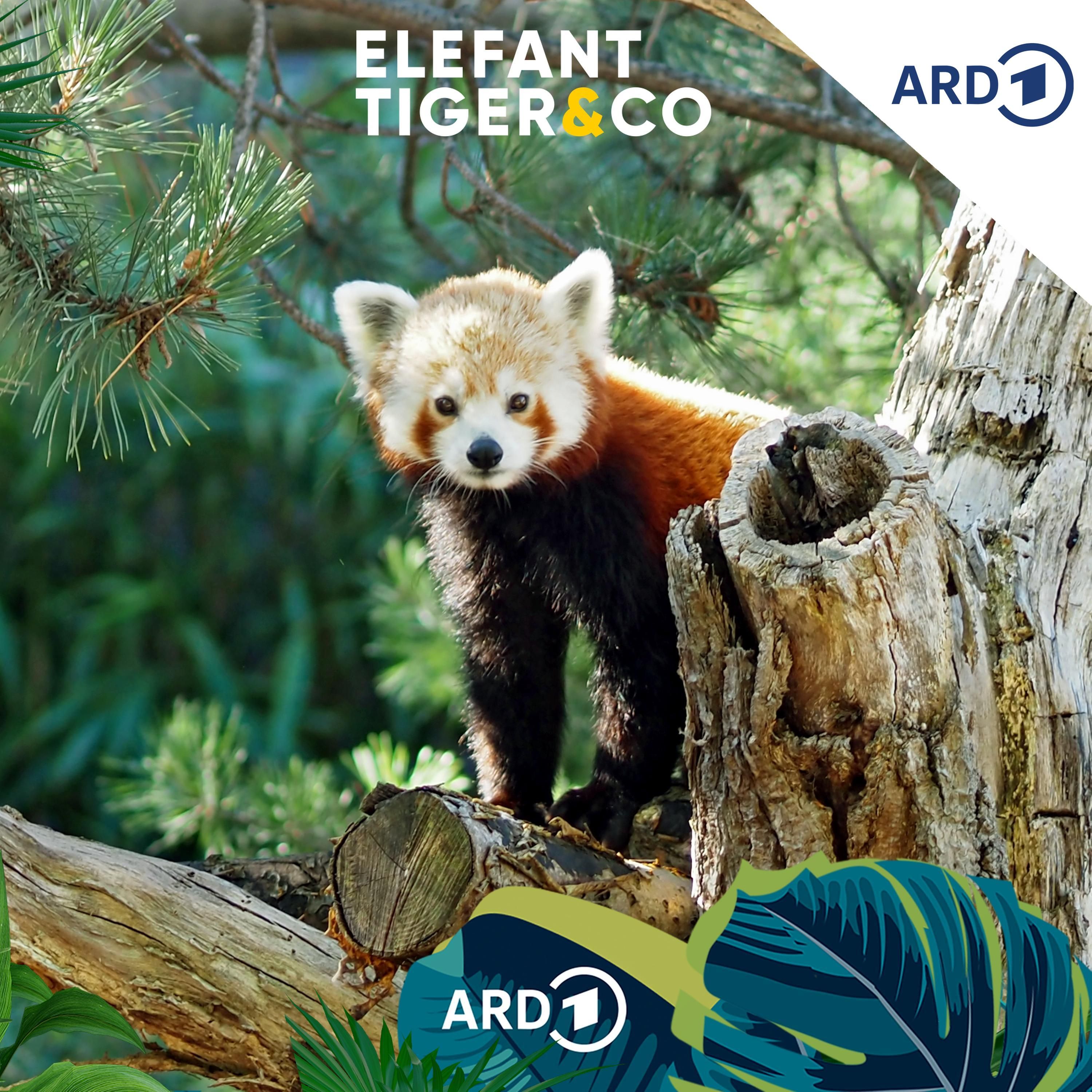 Der Rote Panda - Held des neuen ETC-Podcasts