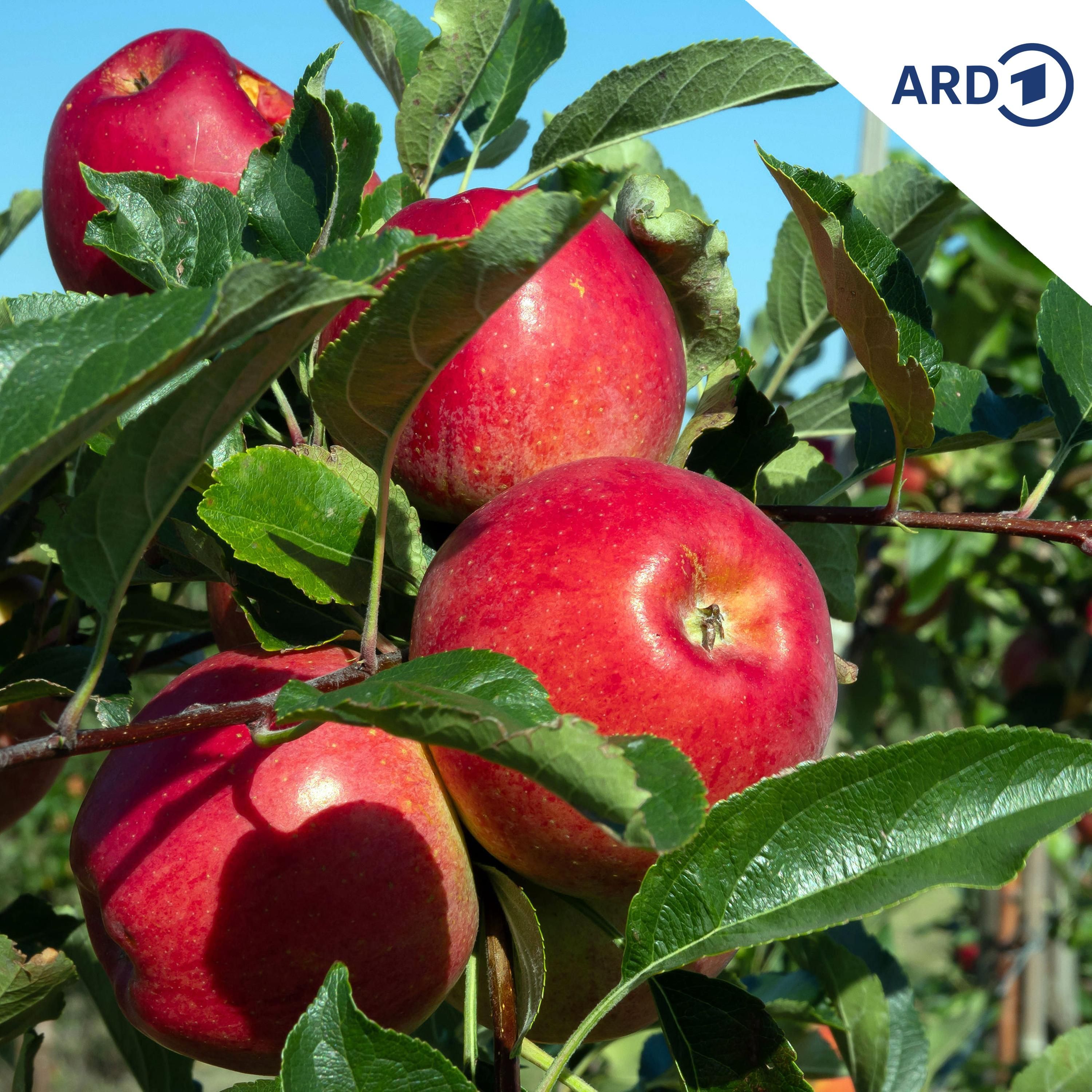 Apfelbaum schütteln - Gold-Willi werden!