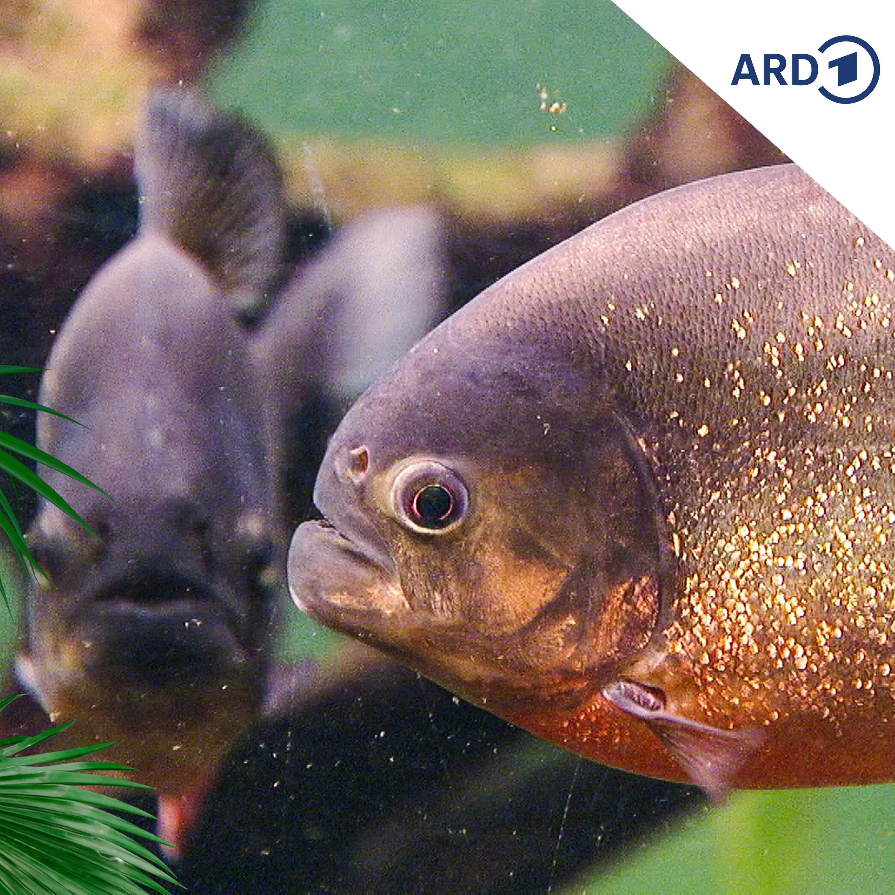 Piranha