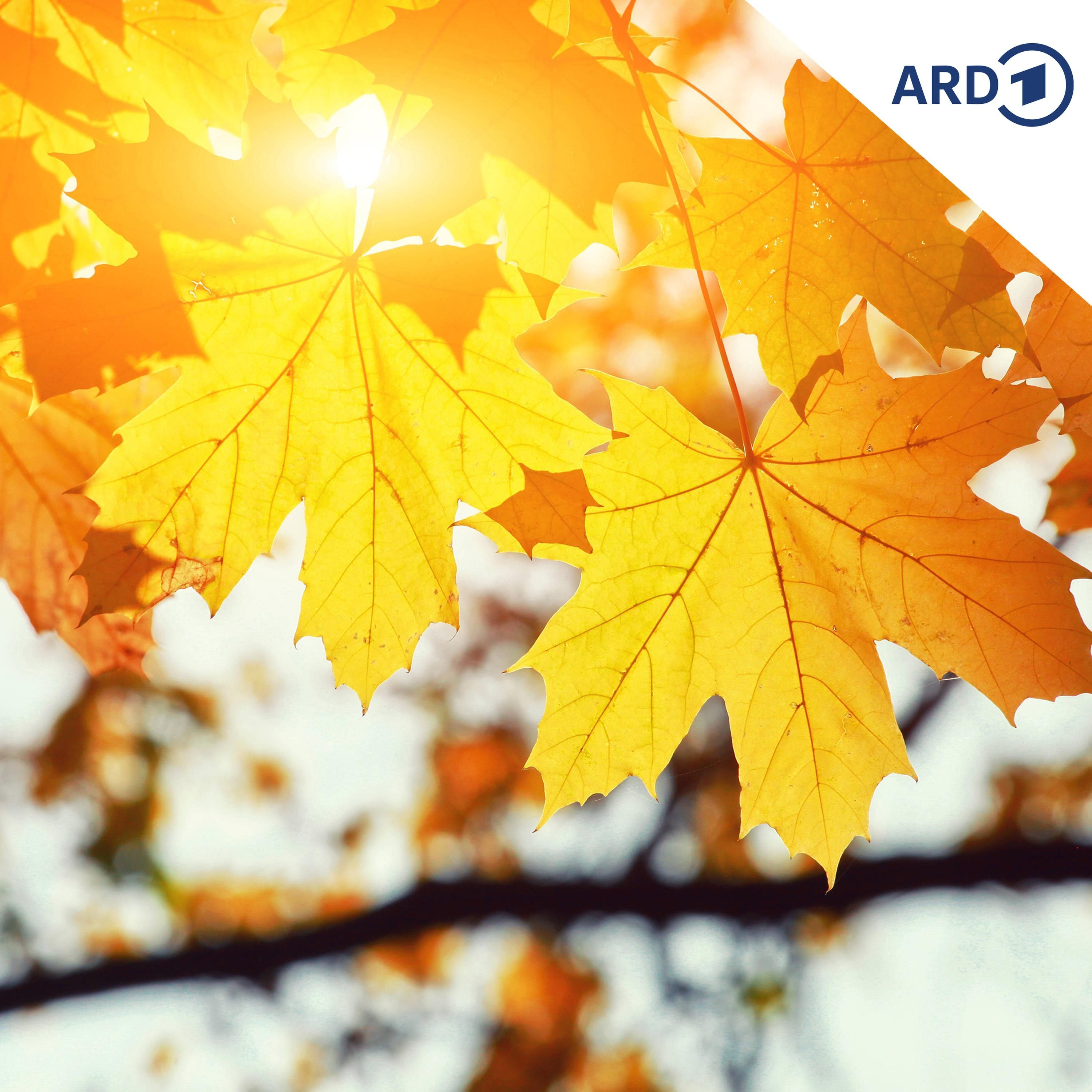 Haare weg, aber bunte Herbstblätter auf Stephans Kopf!