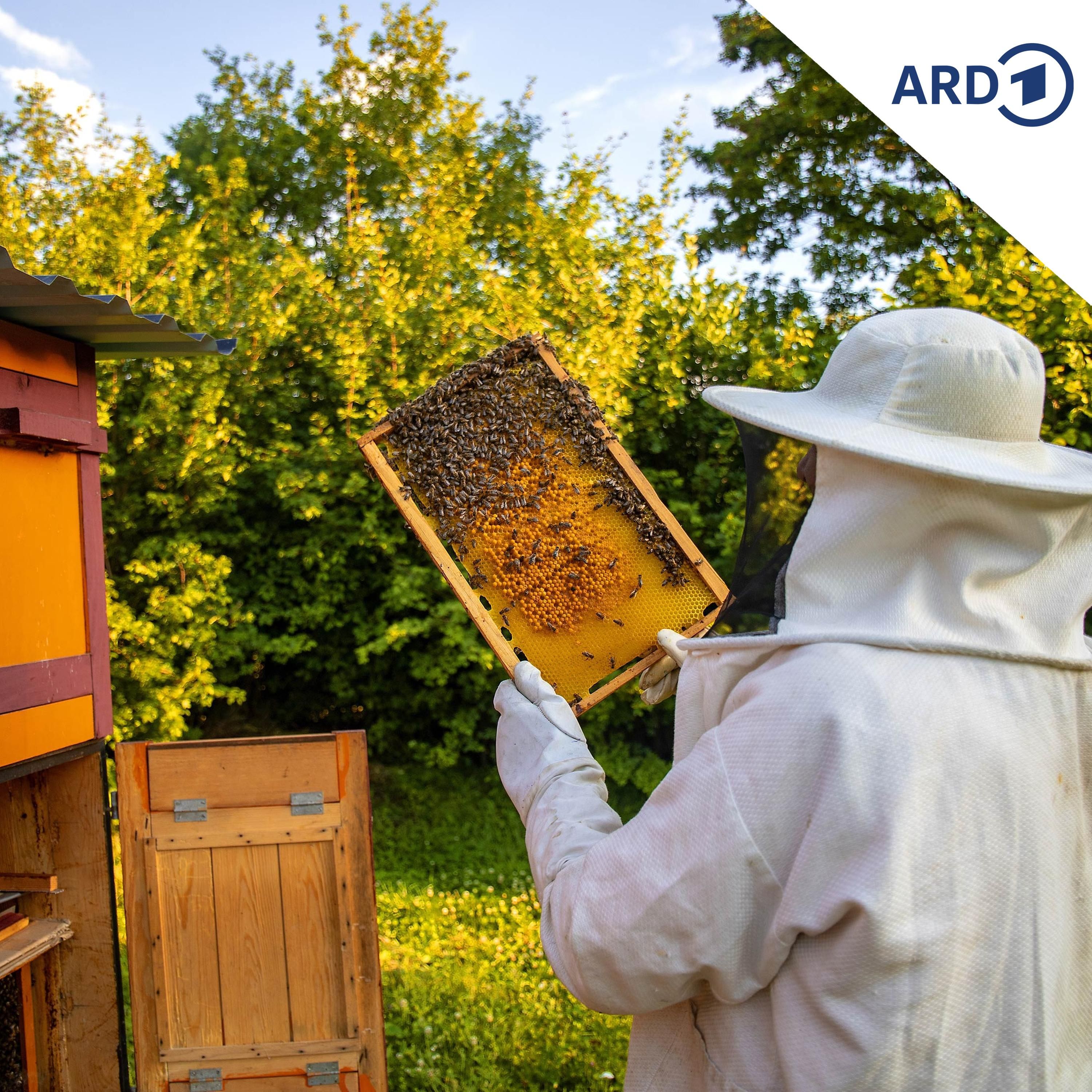 Keine Bienen- und Hühnerhaltung auf städtischem Wohngrundstück