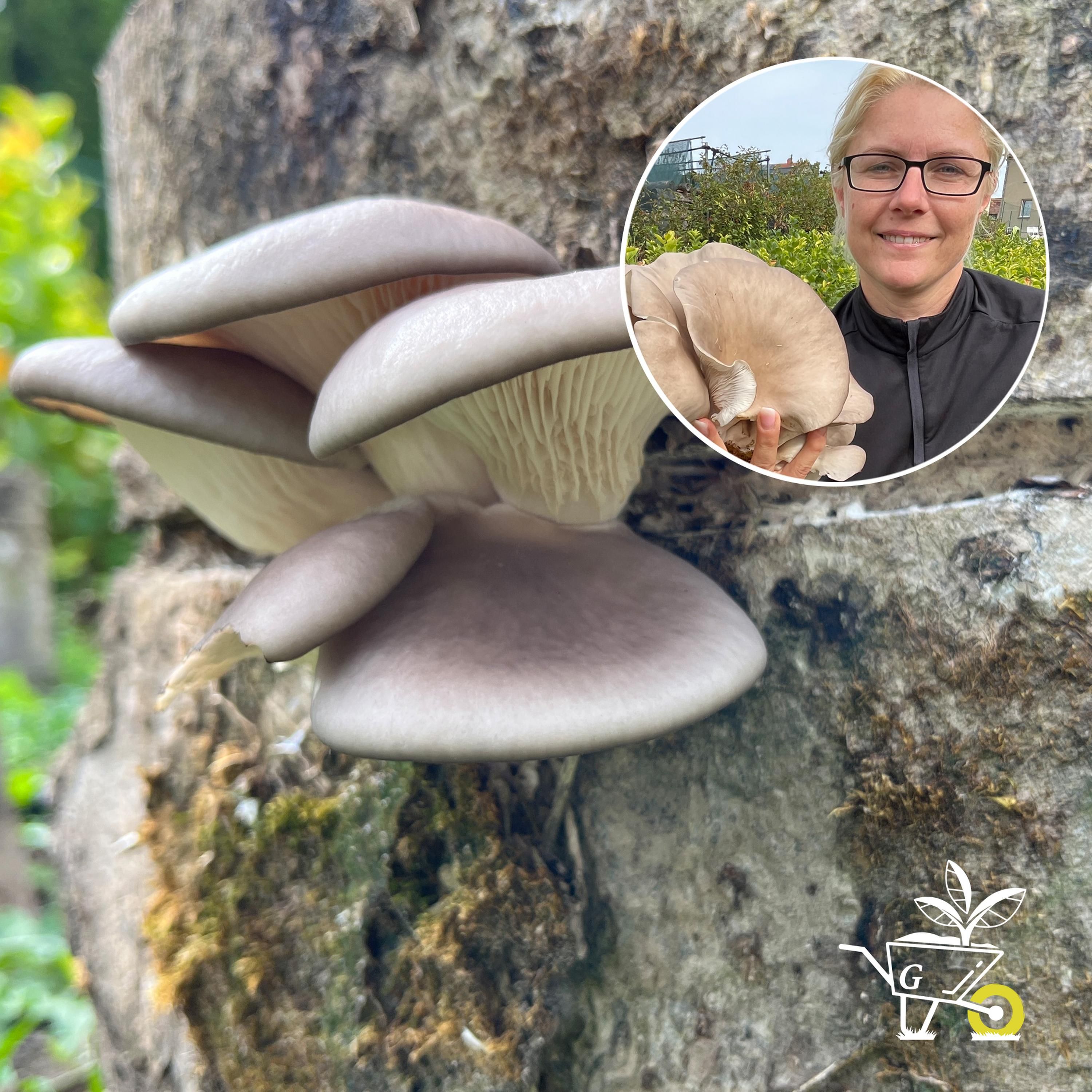#71: Pilze im Garten anbauen